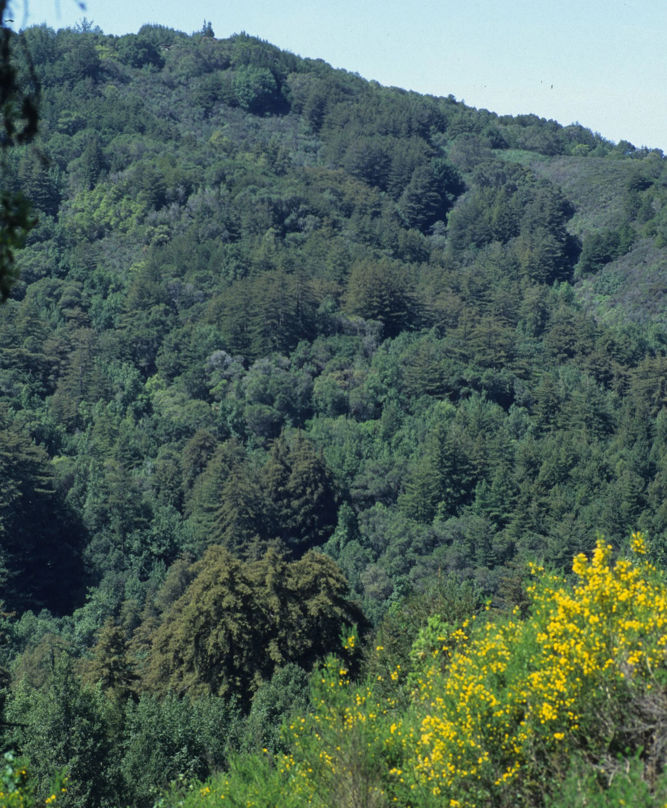 CALIFORNIA - BIG SUR - MIXED WOODLAND COMMNUNITY.jpg
