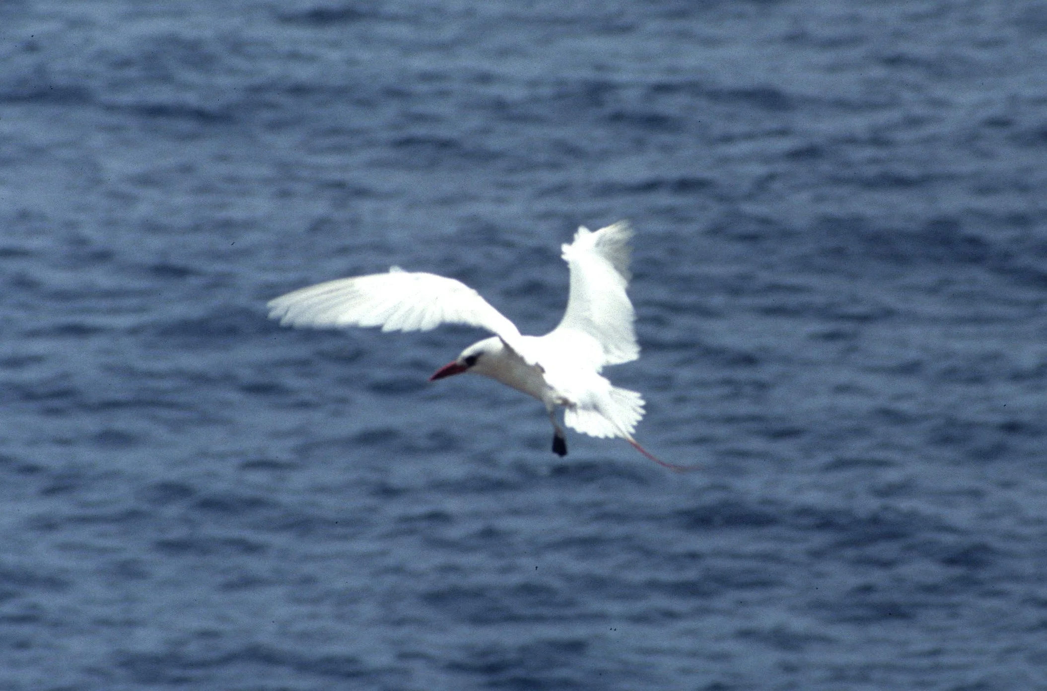 BIRD - RED-TAILED TROPIC BIRD - PHAETHON RUBICAUDA - PROCELLARIIDAE.jpg