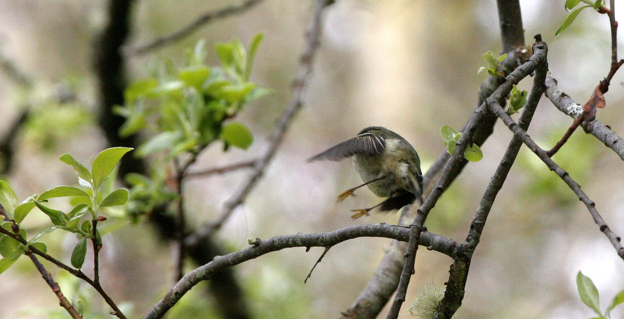 Hutton's Vireo (Vireo huttoni) Lake Farm Olympic Peninsula Washington (10).JPG