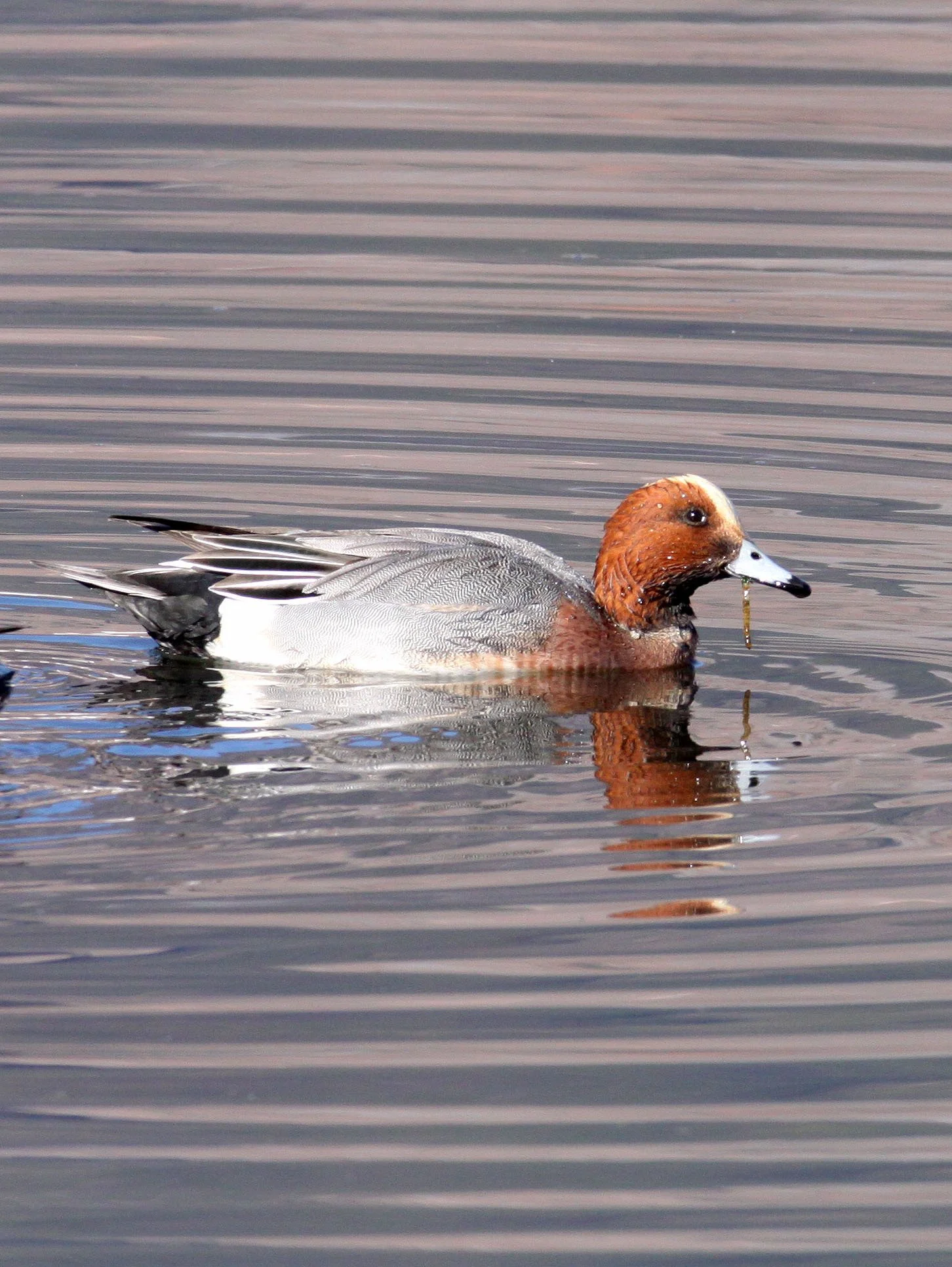 WIGEON - EURASIAN WIGEON - Mareca penelope - CAO HAI WETLANDS YUNNAN CHINA (5).JPG