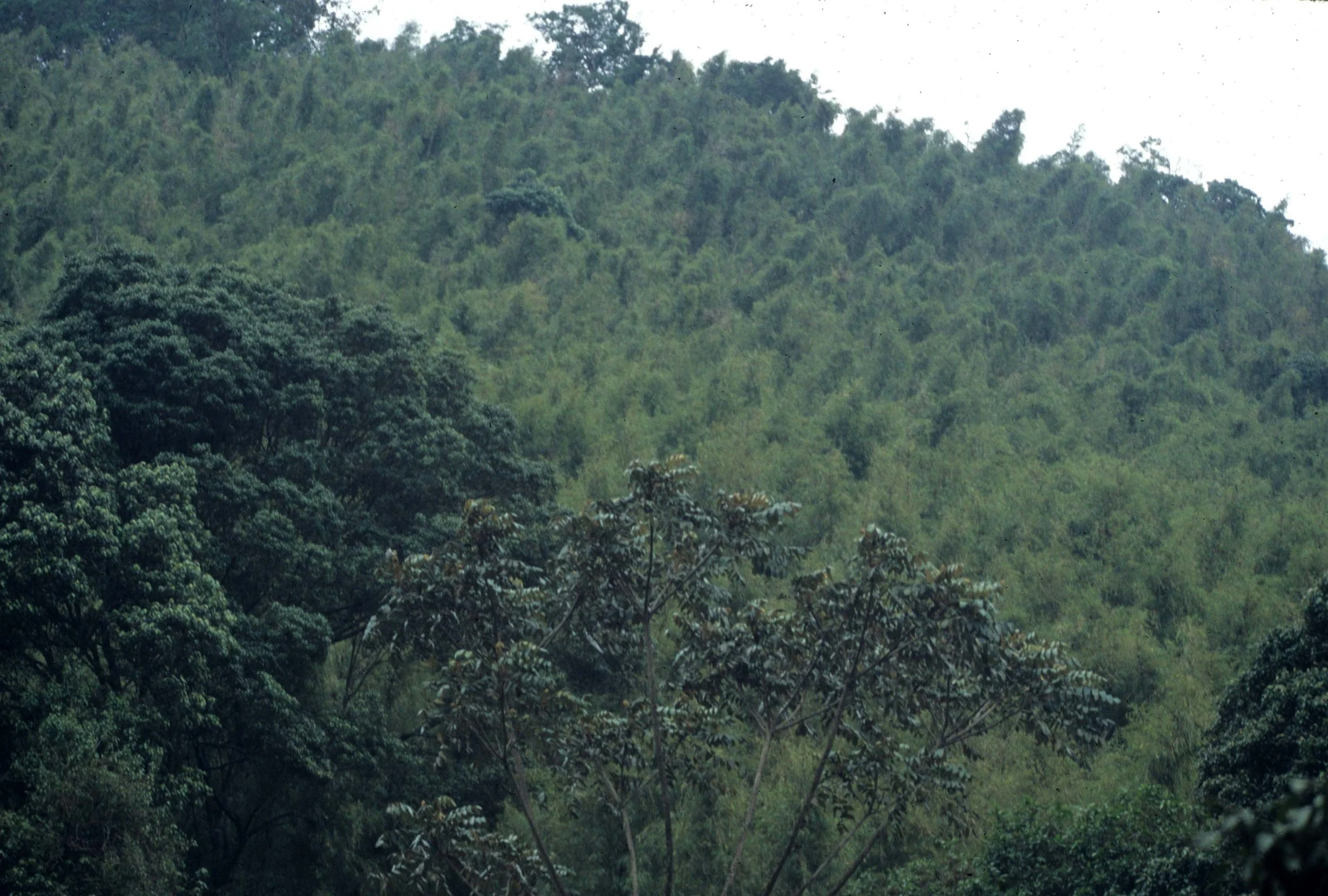 RWANDA - PLANTS - BAMBOO FOREST - PARC VULCANS.jpg