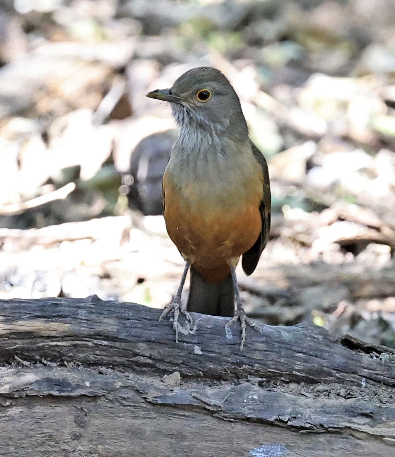 Rufous-bellied Thrush (Turdus rufiventris) Agua Dulce Paraguay (7).jpg