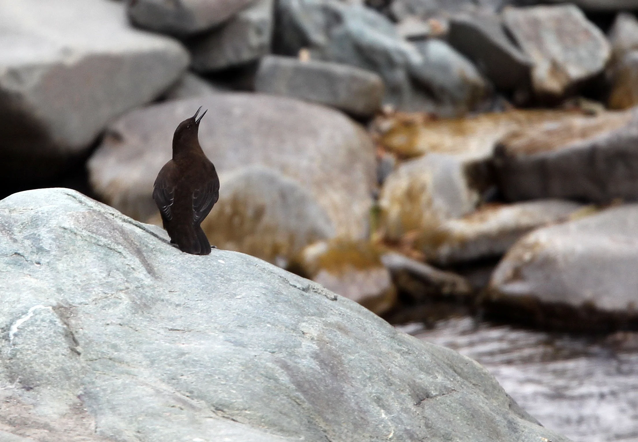 Brown dipper (Cinclus pallasii) Hemis NP Ladakh India, Jammu & Kashmir (19).JPG