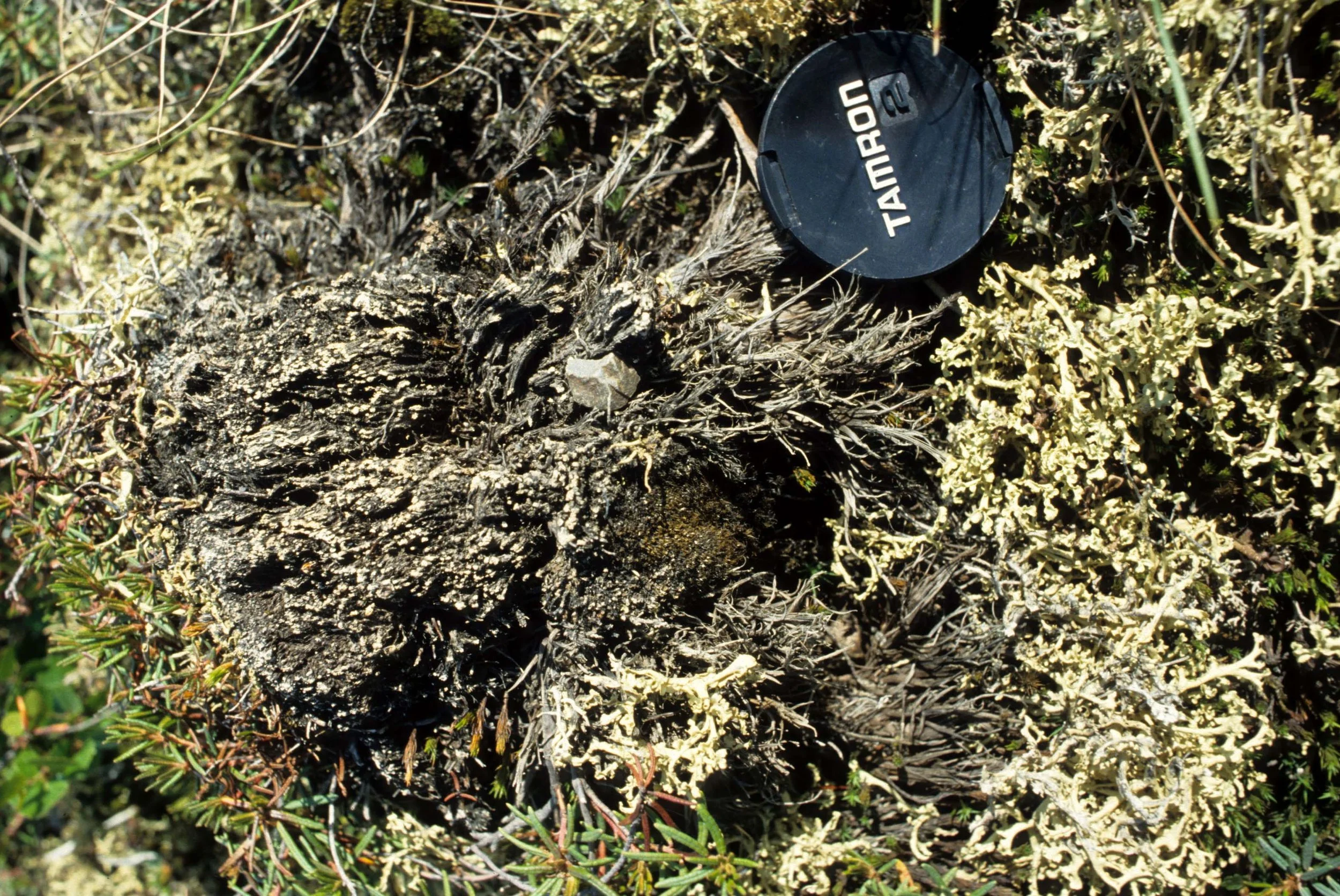 ALASKA - PLANT SPECIES IN TUNDRA.jpg