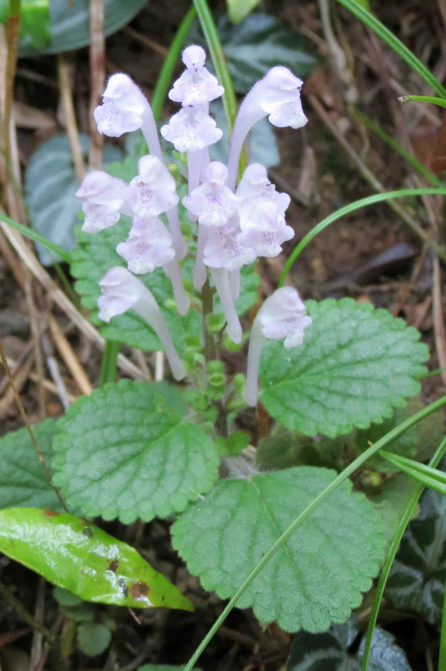 GUNIUJIANG NATURE RESERVE - ANHUI PROVINCE CHINA (62).JPG