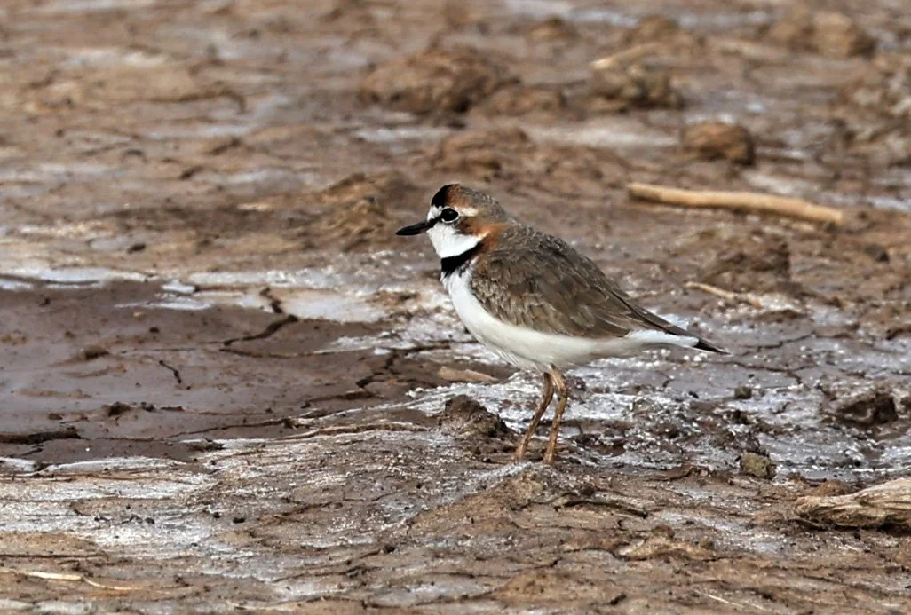 Collared Plover (Anarhynchus collaris) Chaco Lodge & Laguna Salada Paraguay (21).jpg