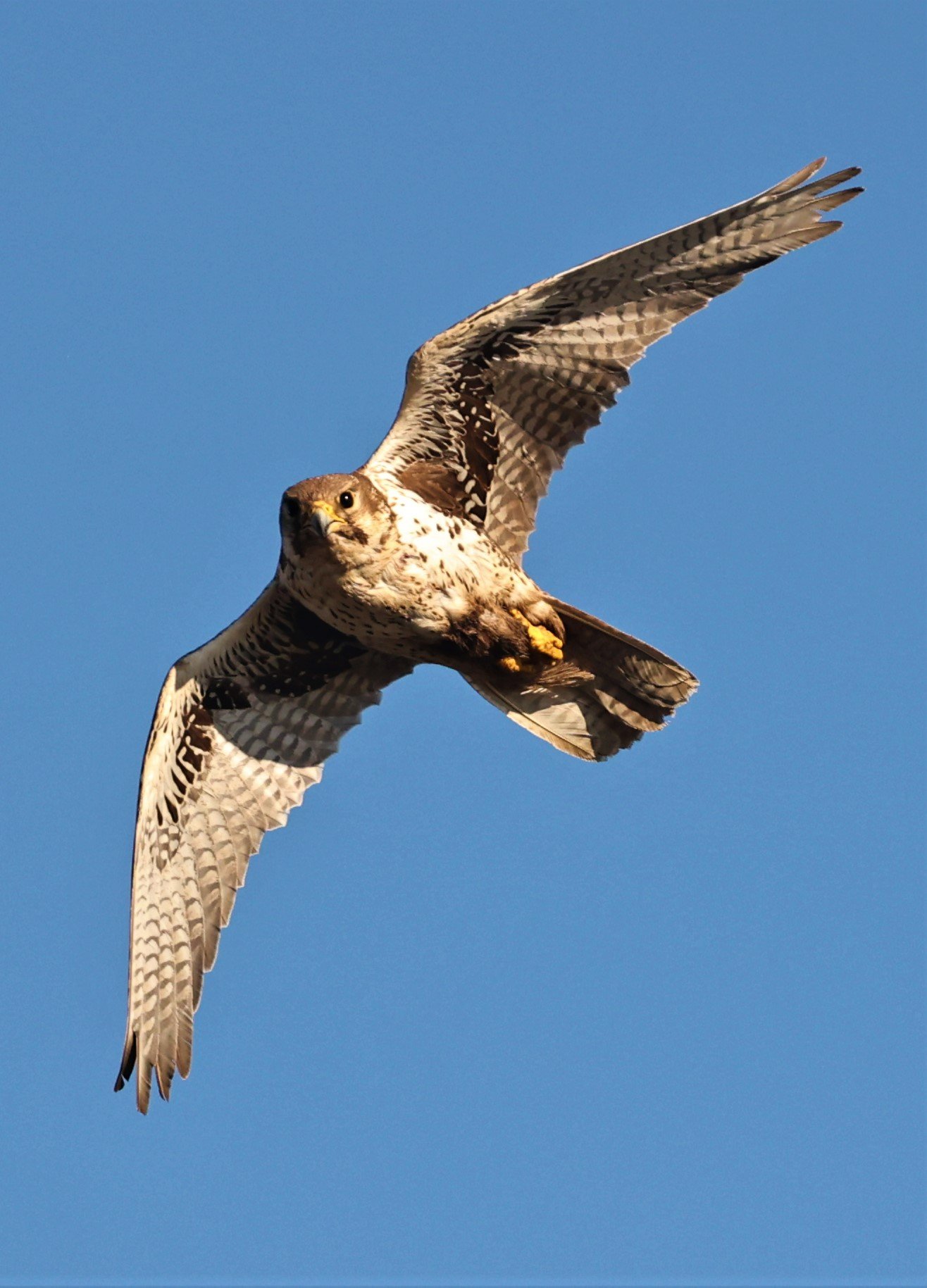 Falco mexicanus - PRAIRIE FALCON - MORLEY NELSON SNAKE RIVER BIRDS OF PREY NRA (71).jpg