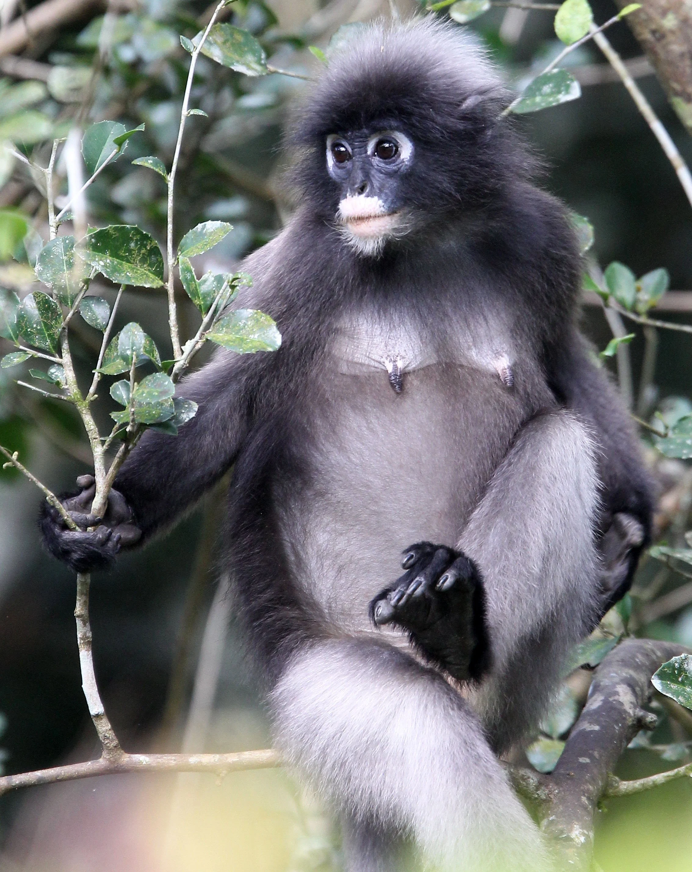CERCOPITHECIDAE - Trachypithecus obscurus flavicauda - BLOND-TAILED (DUSKY) LANGUR - KAENG KRACHAN  NATIONAL PARK THAILAND (21).JPG