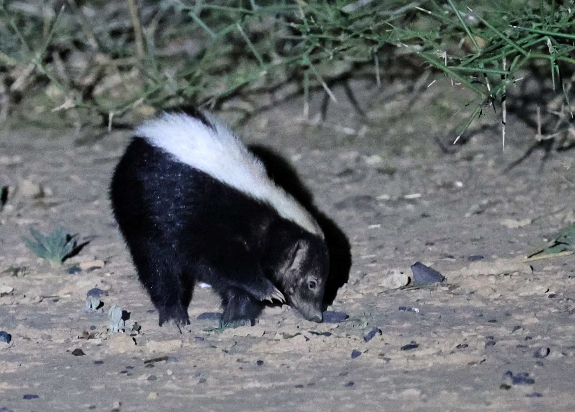 Molina's Hog-nosed Skunk (Conepatus chinga) Estancia Campo'í Paraguay (162).jpg