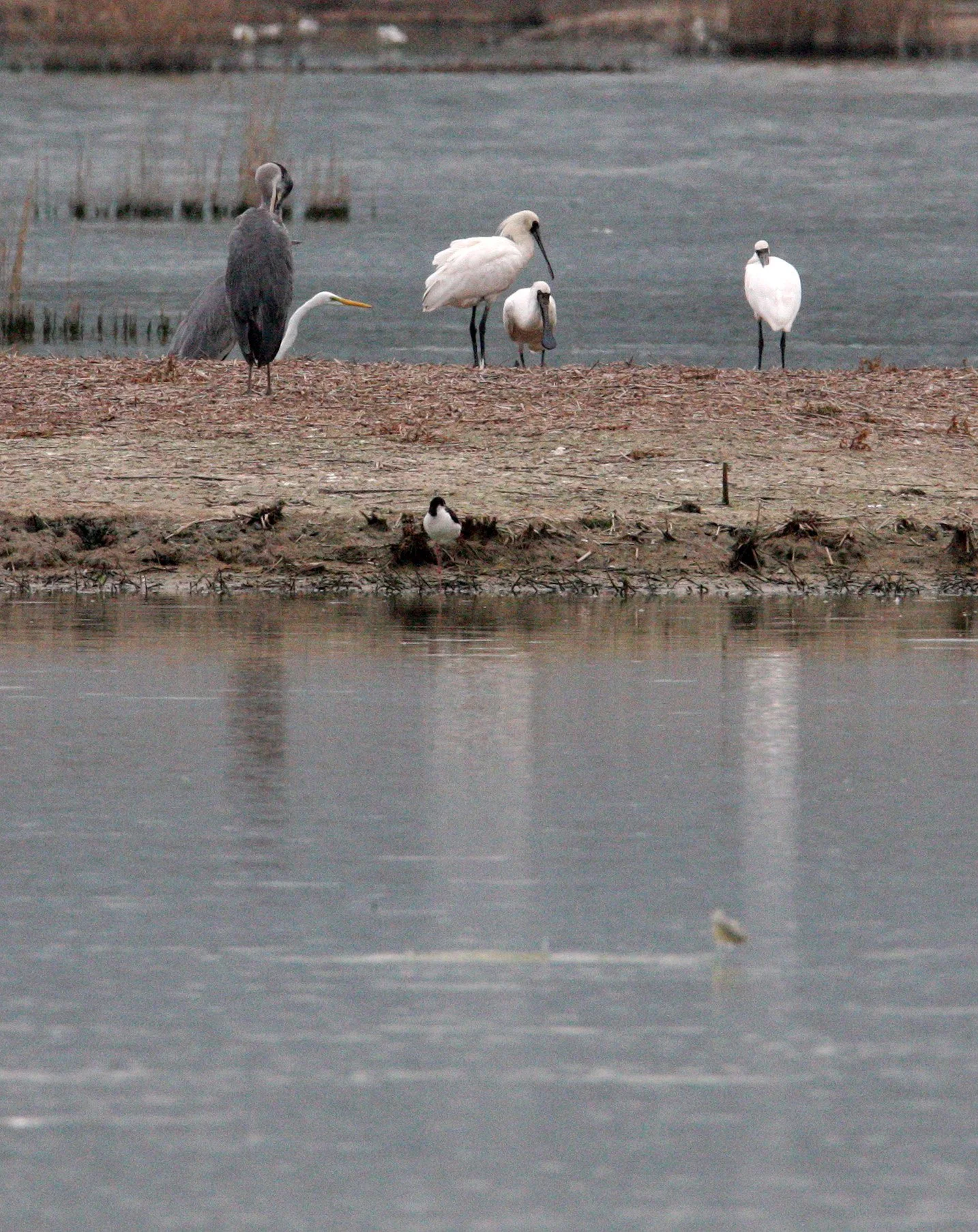SPOONBILL - BLACK-FACED SPOONBILL - Platalea minor - MAI PO WETLANDS HONG KONG (130).JPG
