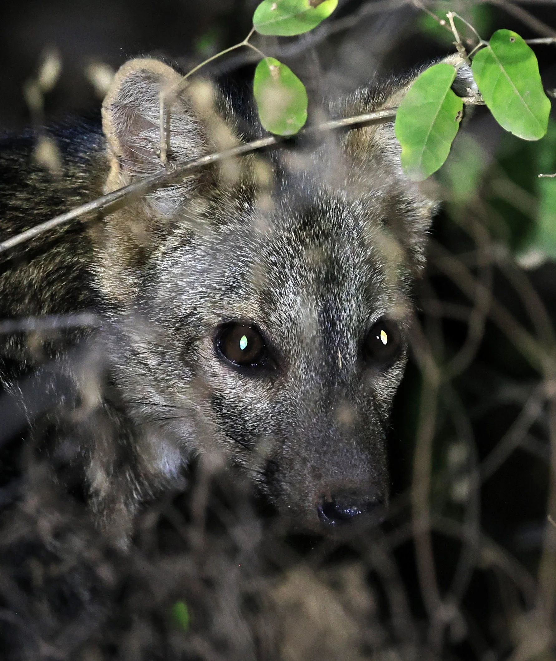 Crab-eating Fox (Cerdocyon thous) Agua Dulce Paraguay (59).jpg