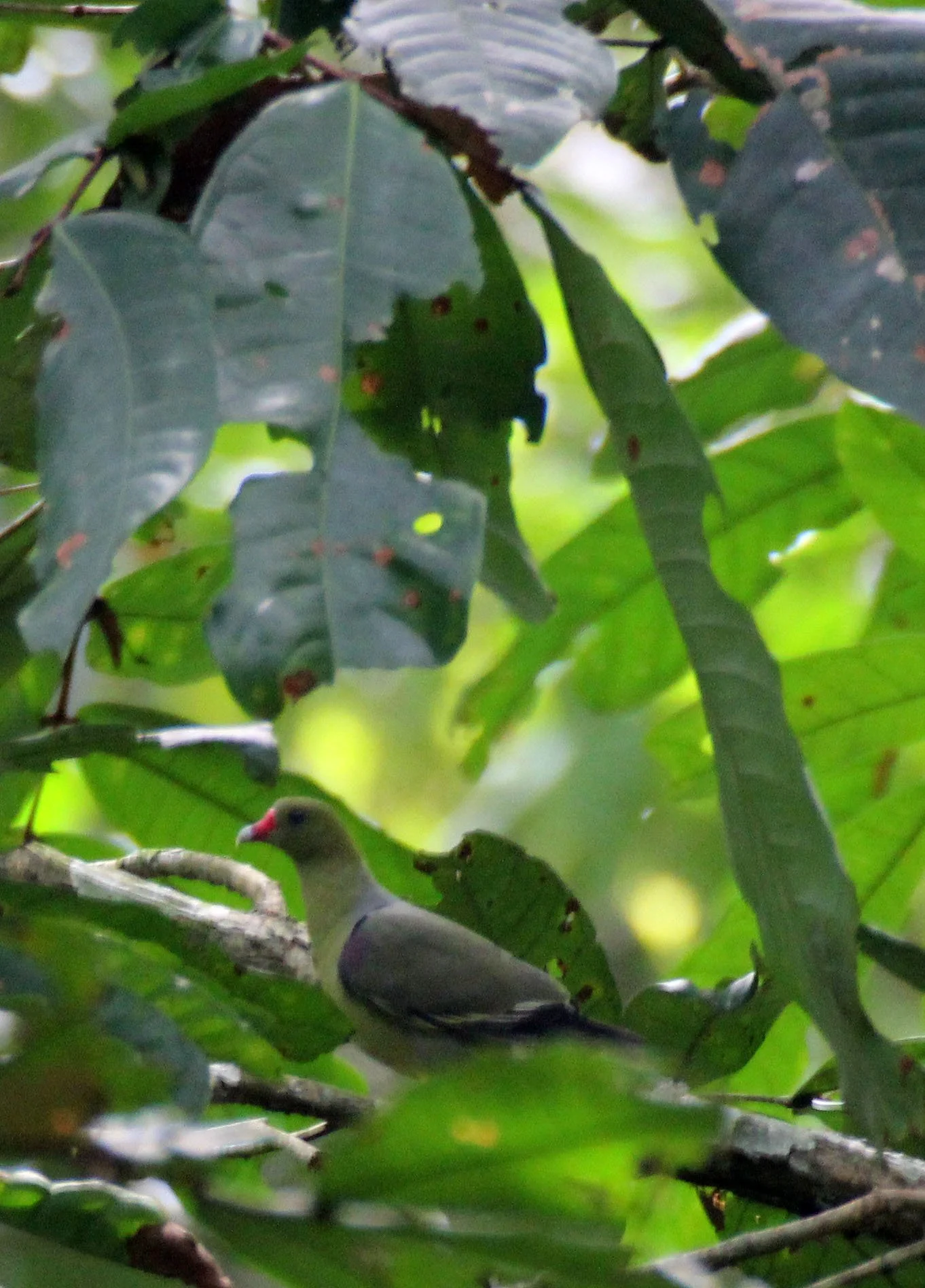 African Green-Pigeon (Treron calvus) Uganda