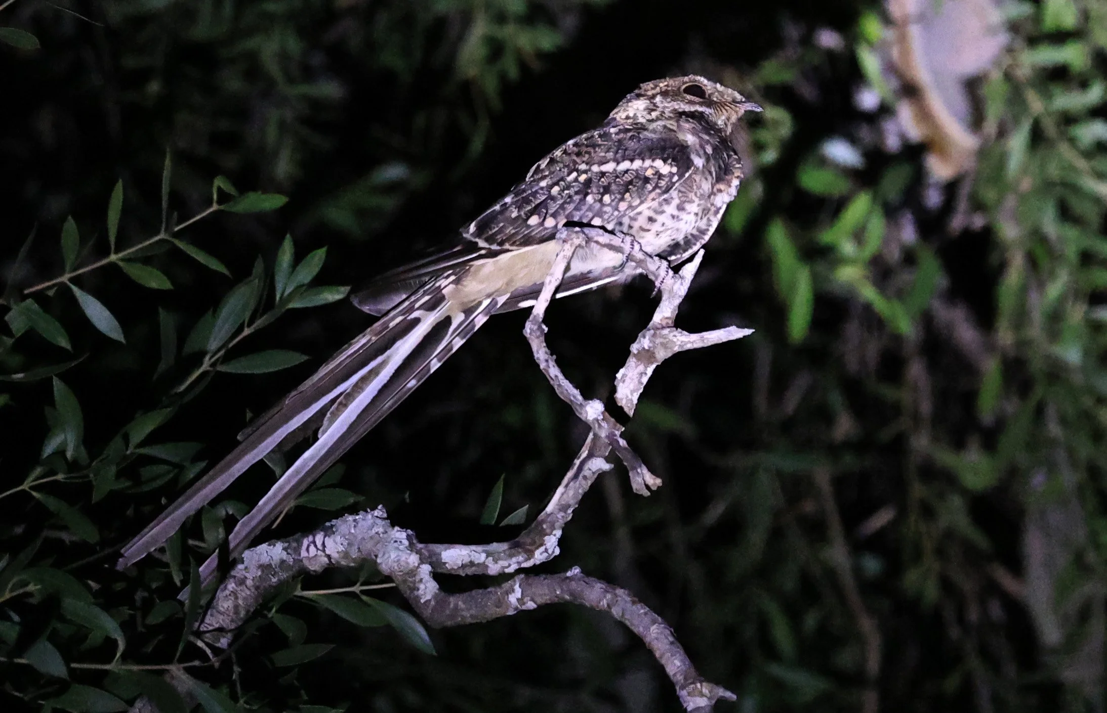 Scissor-tailed Nightjar (Hydropsalis torquata) Agua Dulce Paraguay