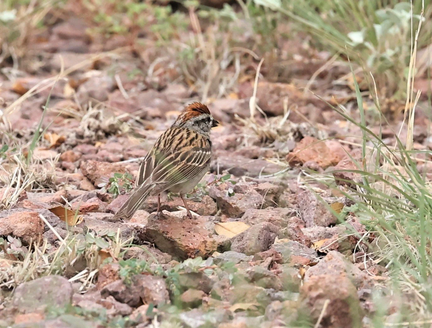 Rufous-crowned Sparrow (Aimophila ruficeps) Davis Mountains State Park Texas (6).jpg