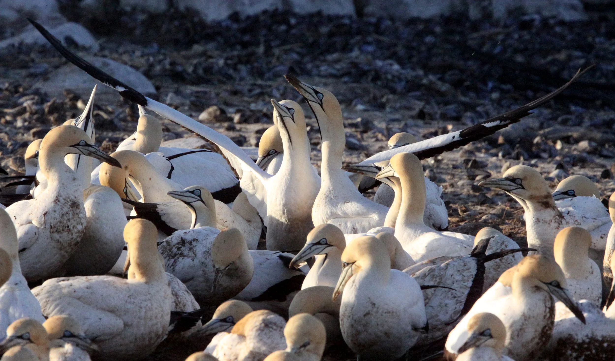 Cape gannet (Morus capensis) Lambert's Bay South Africa (100).JPG
