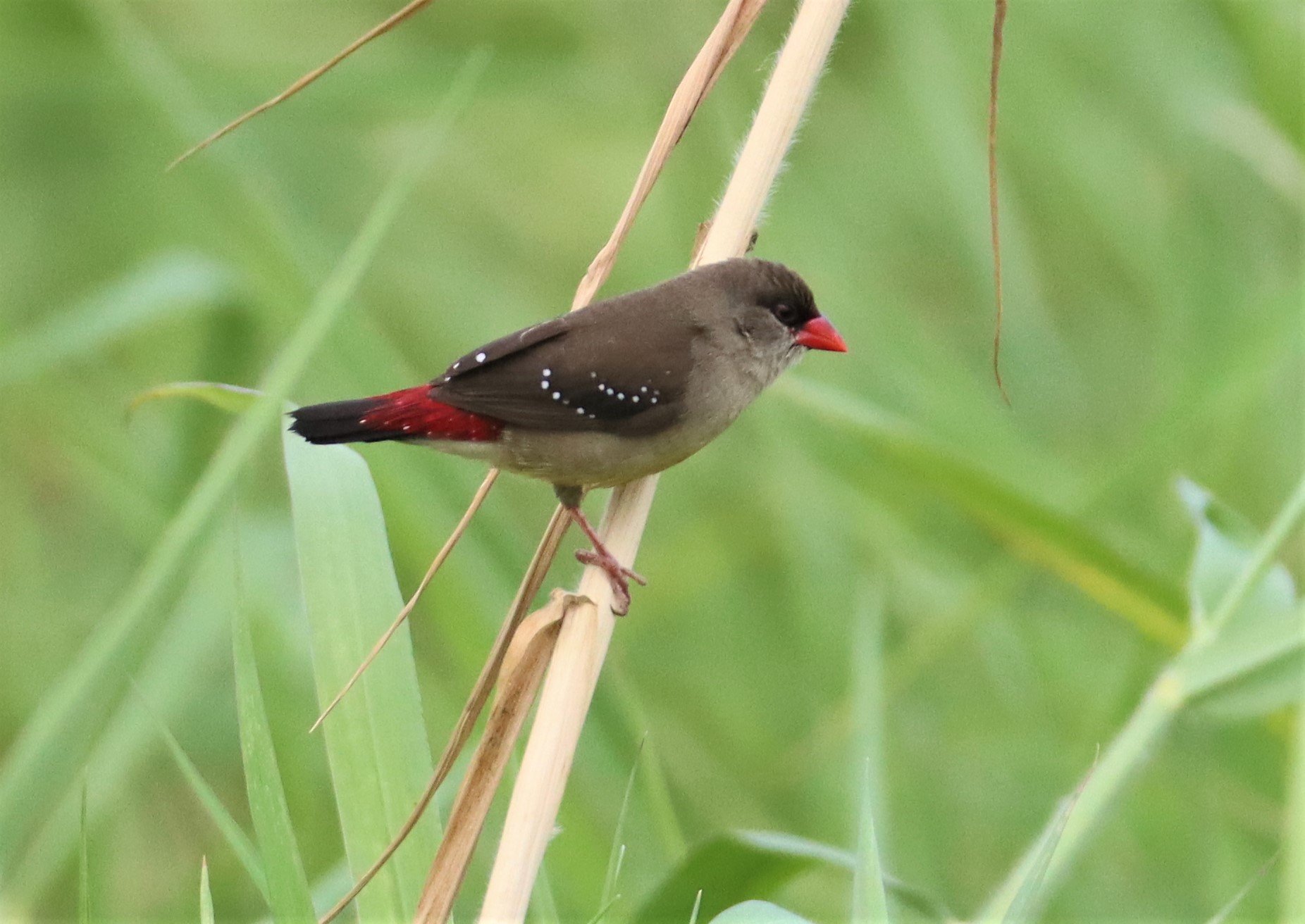 RED AVADAVAT - Amandava amandava - LAT KRABANG WETLANDS THAP YAO (93).jpg