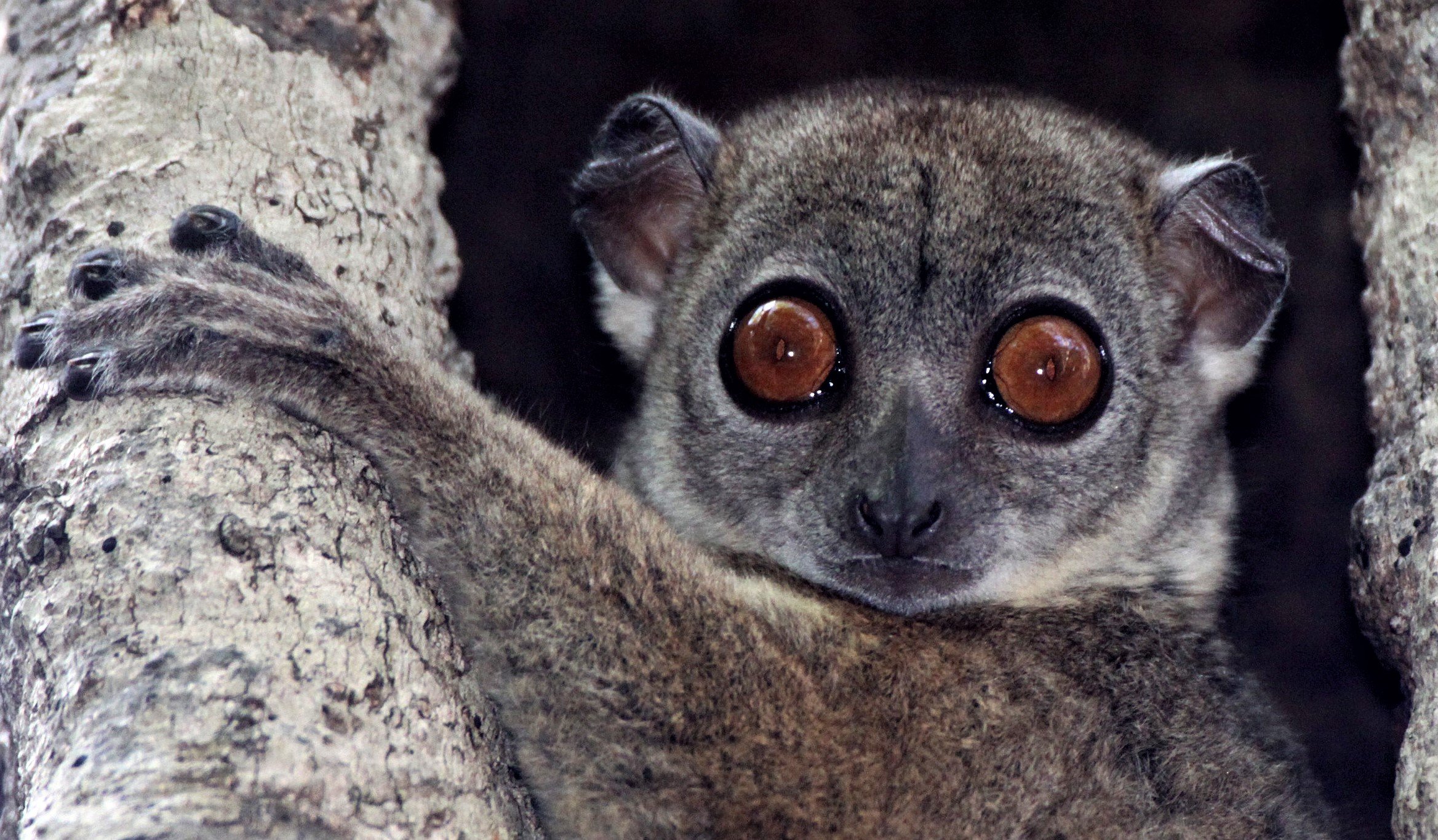 LEPILEMURIDAE - Lepilemur septentrionalis - SAHAFARY SPORTIVE LEMUR - ANKARANA NATIONAL PARK MADAGASCAR (75).jpg