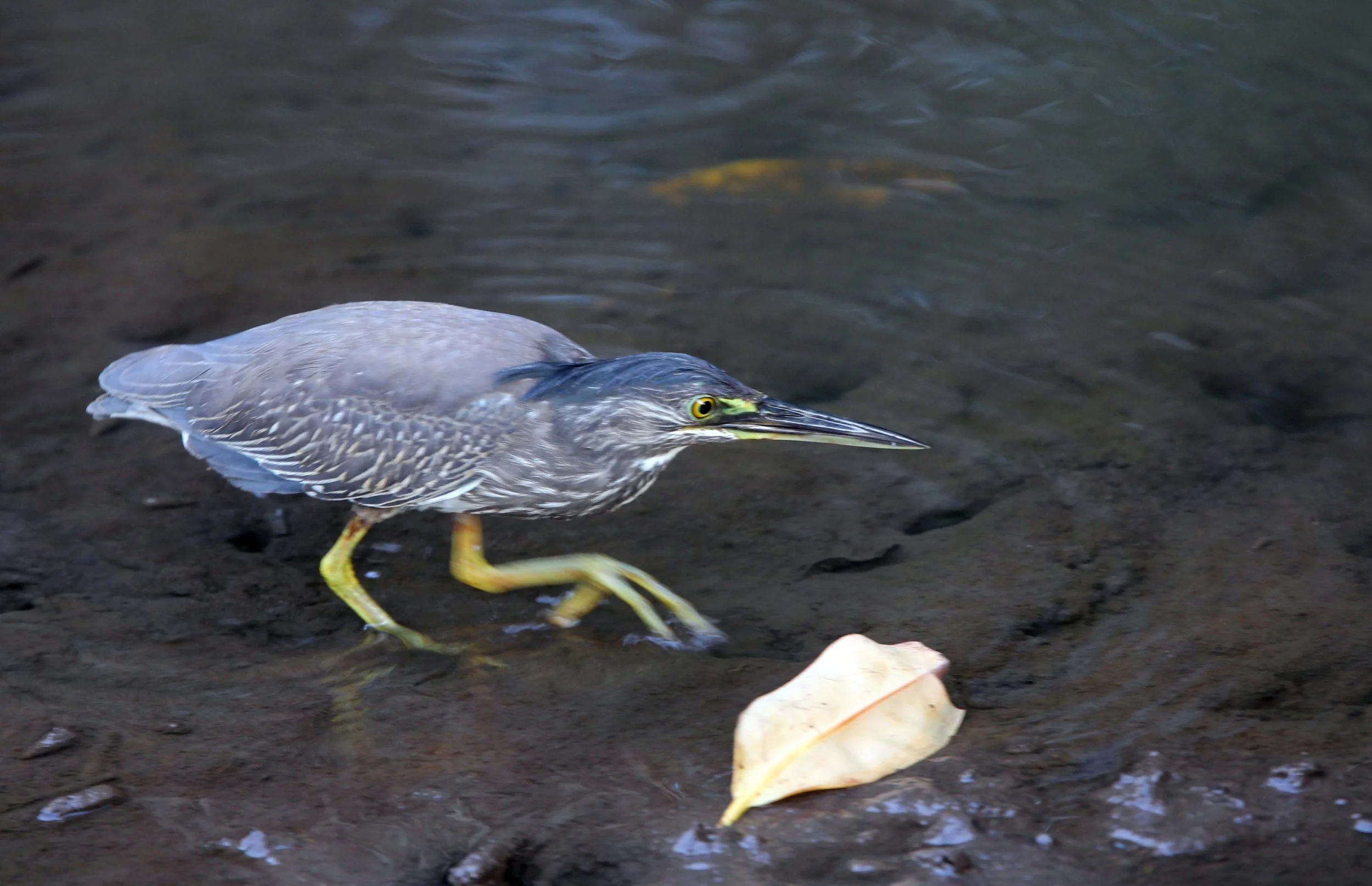HERON - LITTLE HERON - Butorides striatus - KAROS ISLAND - AO LUEK - KRABI (1).JPG