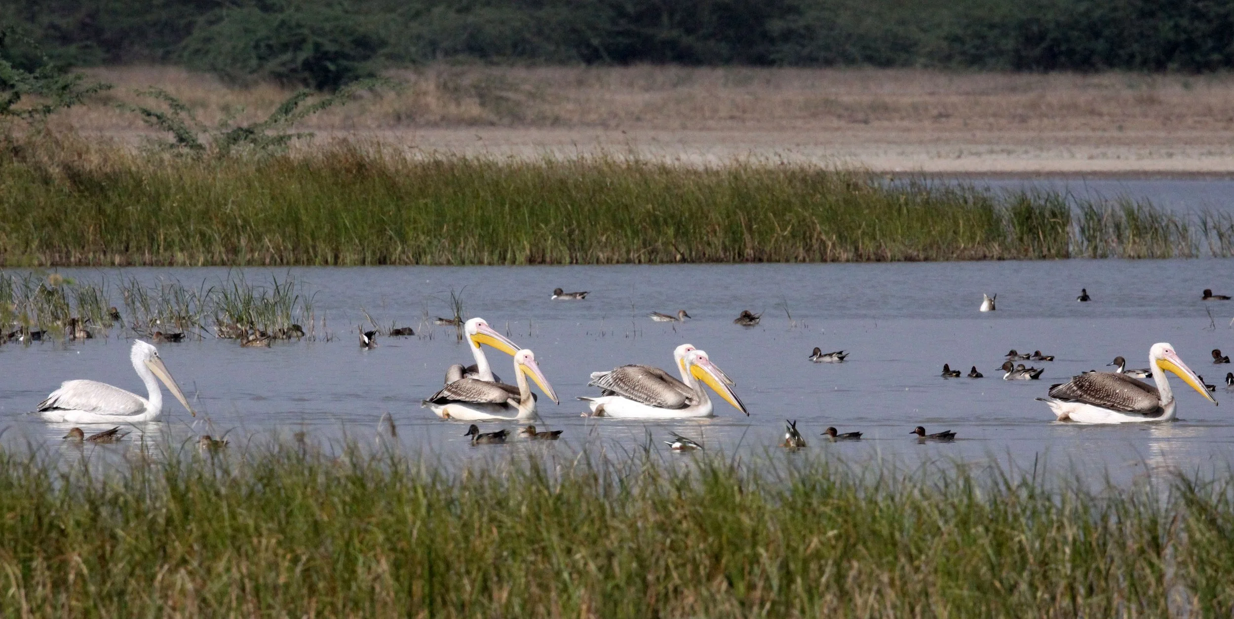 Pelecanus onocrotalus - GREAT WHITE PELICAN - BLACKBUCK NATIONAL PARK VELEVADAR INDIA (33).JPG