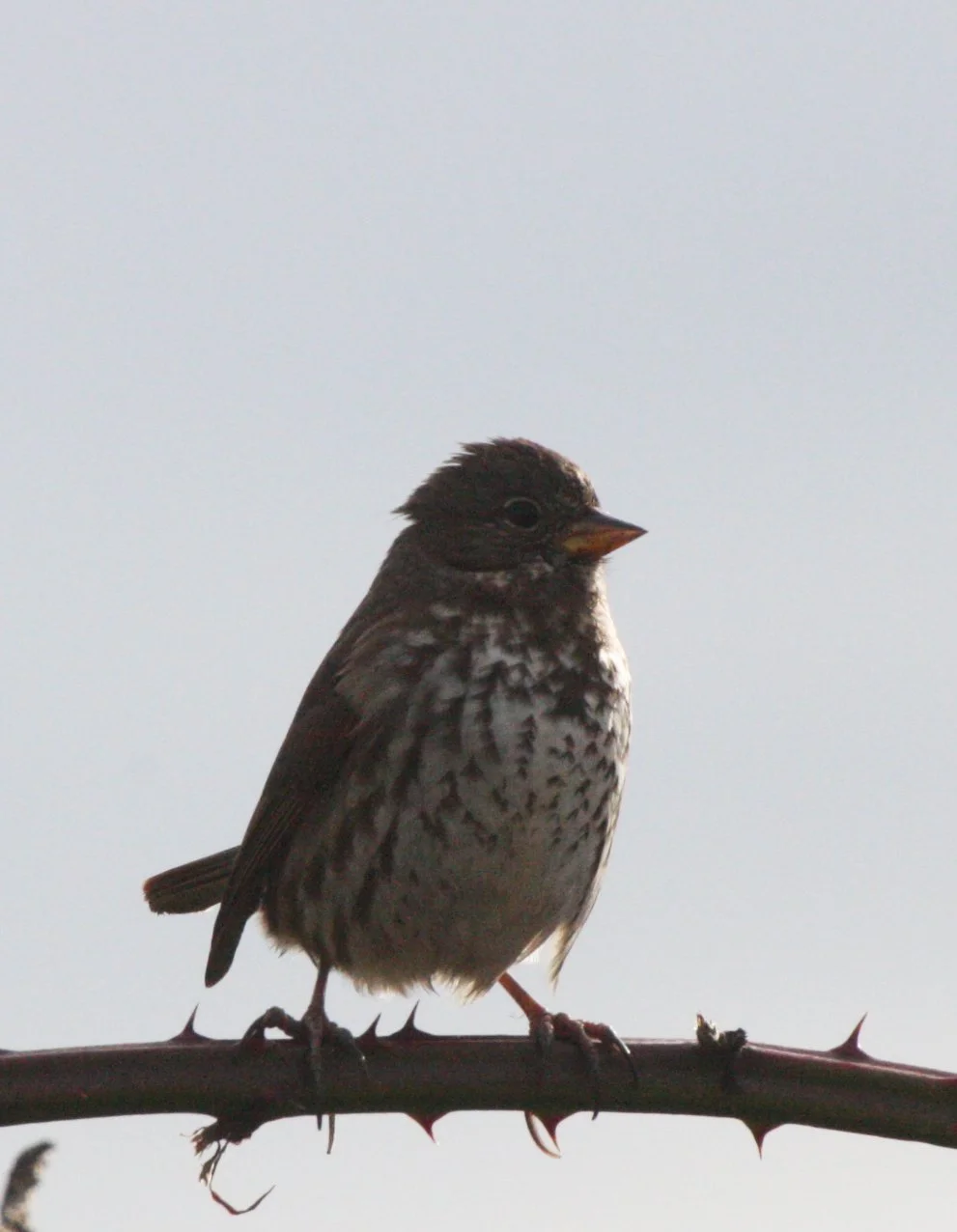 BIRD - SPARROW - FOX SPARROW - JAMESTOWN WA (11).JPG
