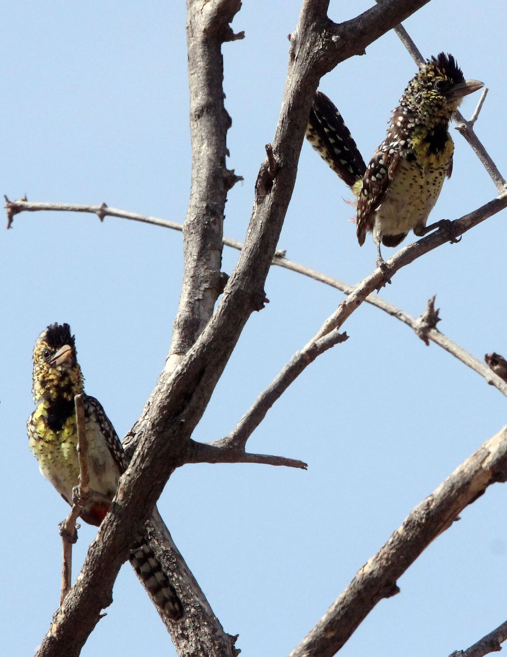BARBET - D'ARNAUD'S BARBET - Trachyphonus darnaudii - SAMBURU NATIONAL PARK KENYA (8).JPG