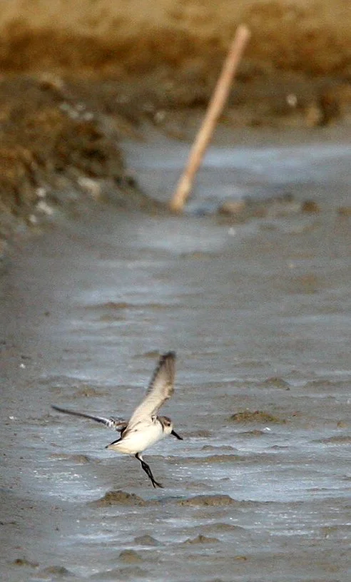 BIRD - SANDPIPER - SPOON-BILLED SANDPIPER - PETCHABURI PROVINCE, PAK THALE (5).JPG