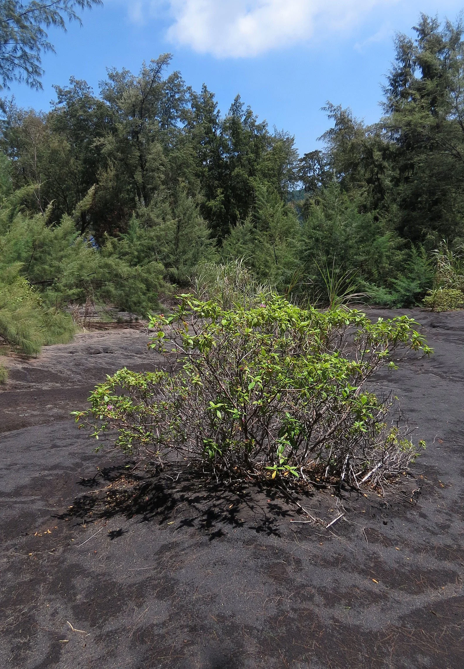 KRAKATAU NATIONAL PARK - JAVA BARAT INDONESIA (38).JPG