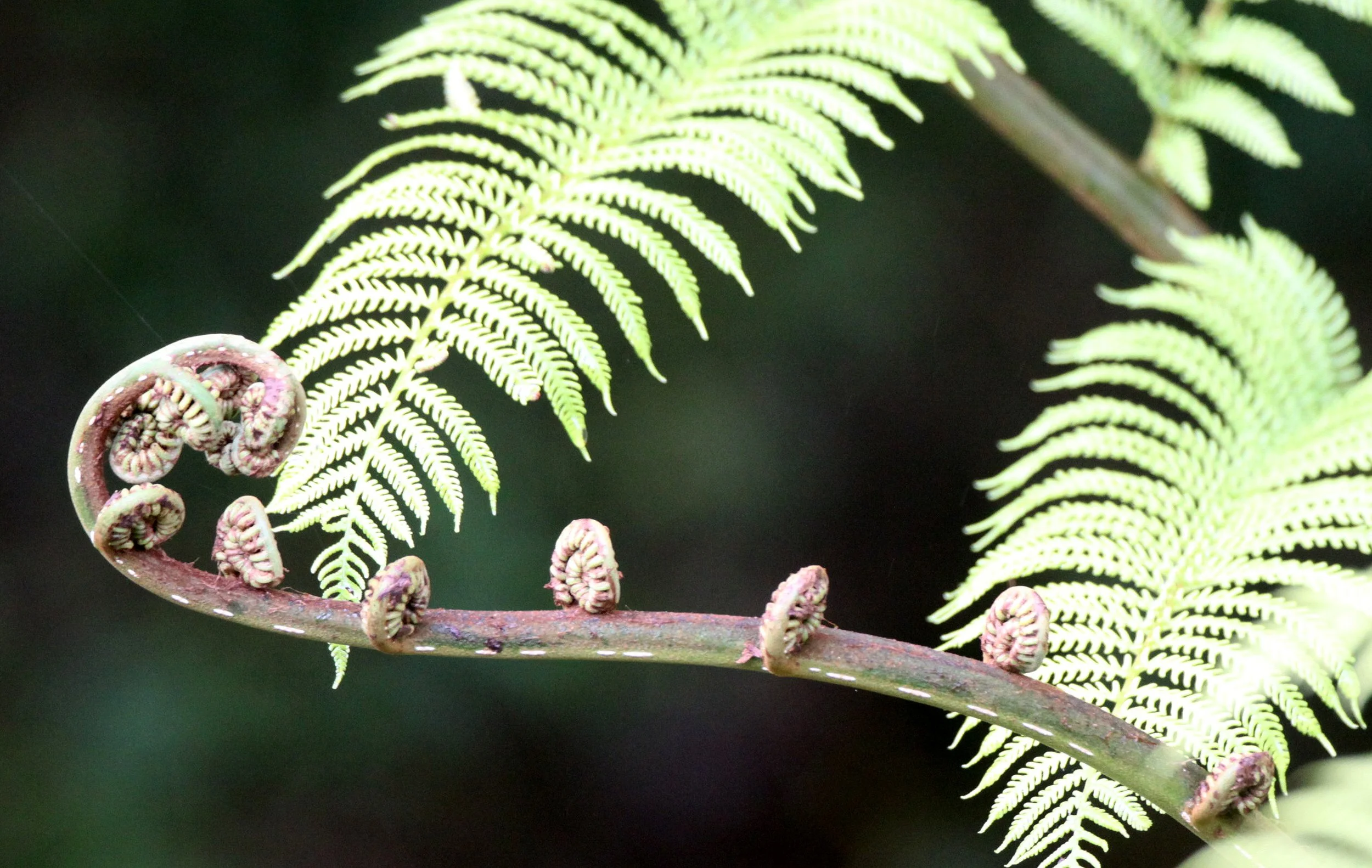 PLANT - FERN - MANTADIA NATIONAL PARK MADAGASCAR.JPG