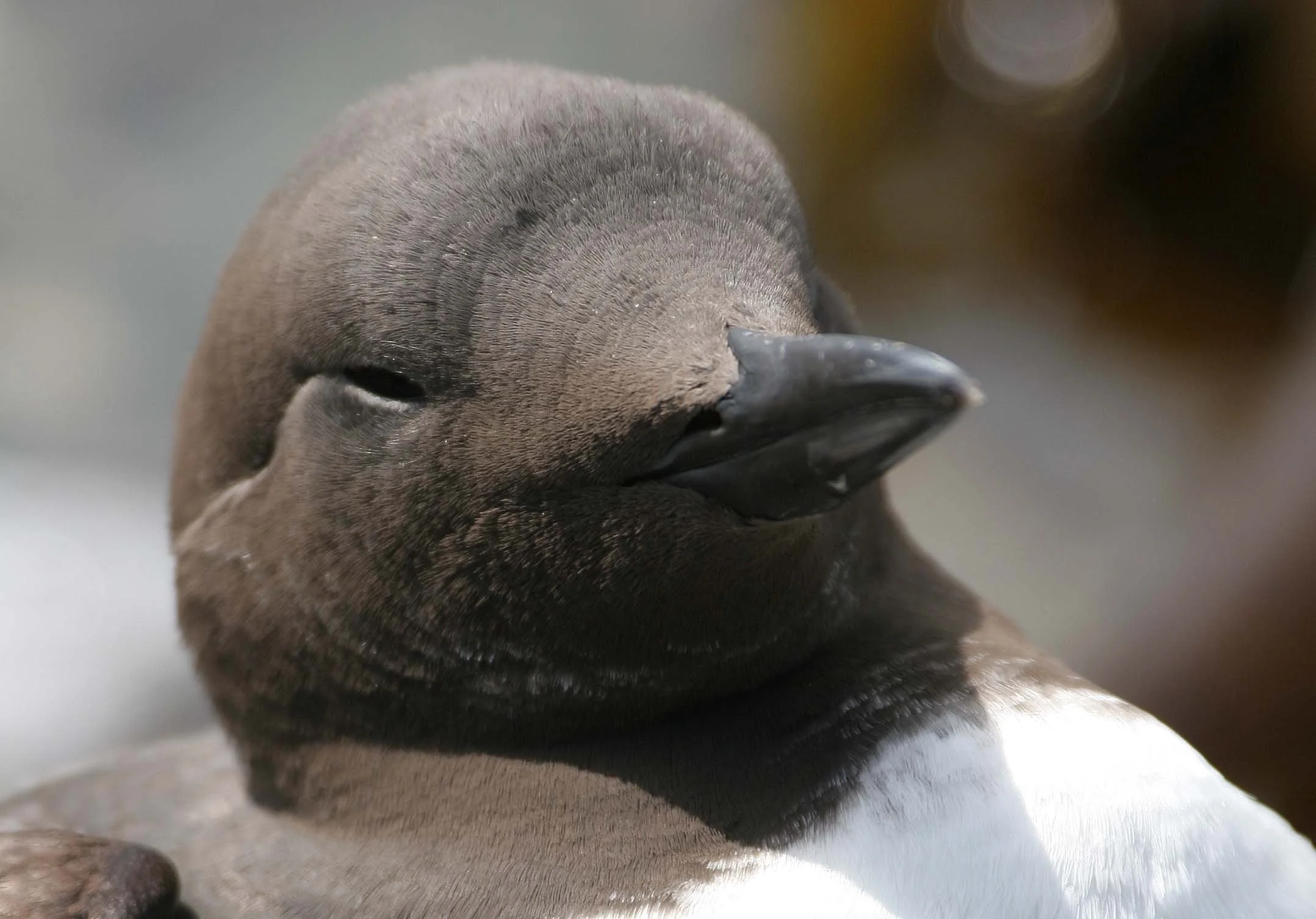 Uria aalge - COMMON MURRE - FRESHWATER BAY (16).jpg