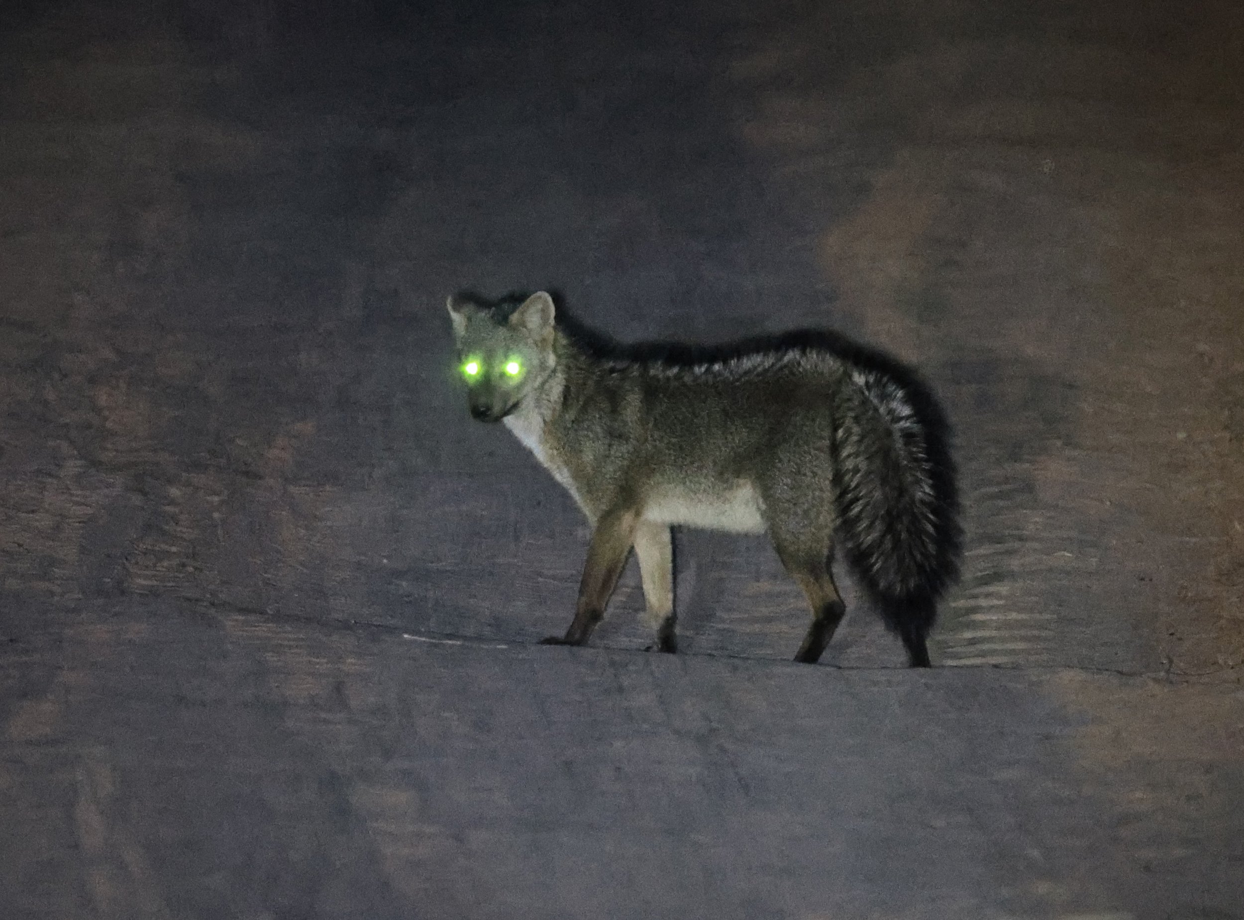 Crab-eating Fox (Cerdocyon thous) Agua Dulce Paraguay (2).jpg