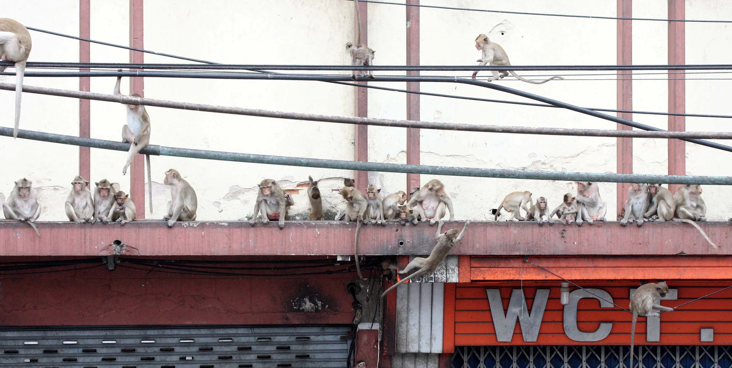 2008 Lopburi Road Trip with Macaques and Temples (1).JPG