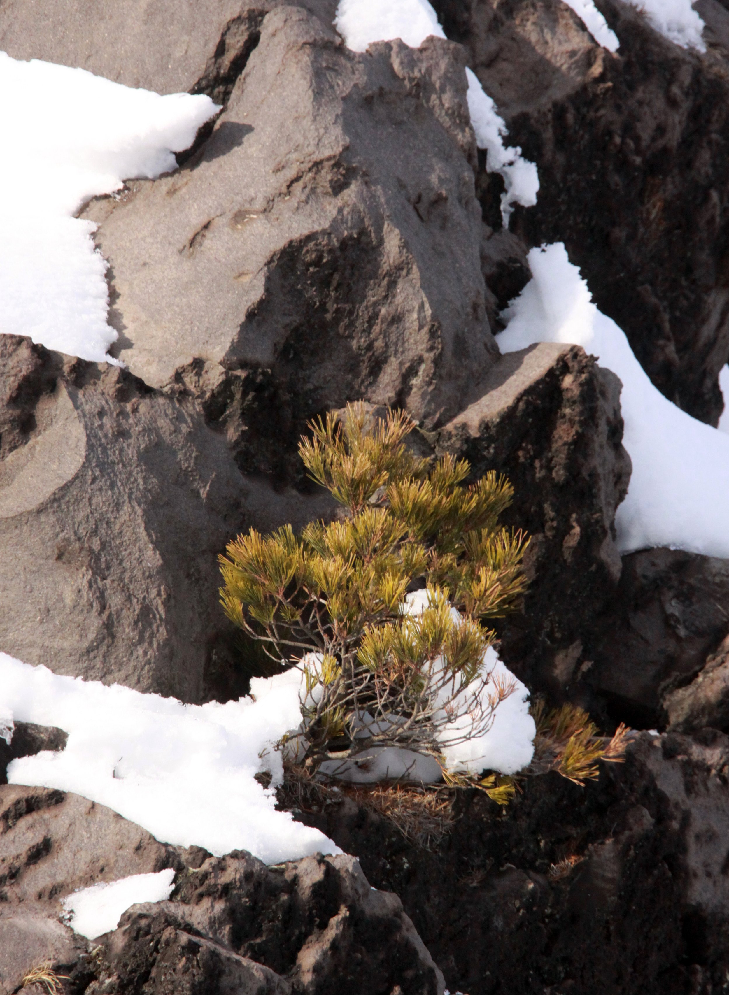 MOUNT ASAMA - JOSHIN'ETSUKOGEN NATIONAL PARK JAPAN (112).JPG