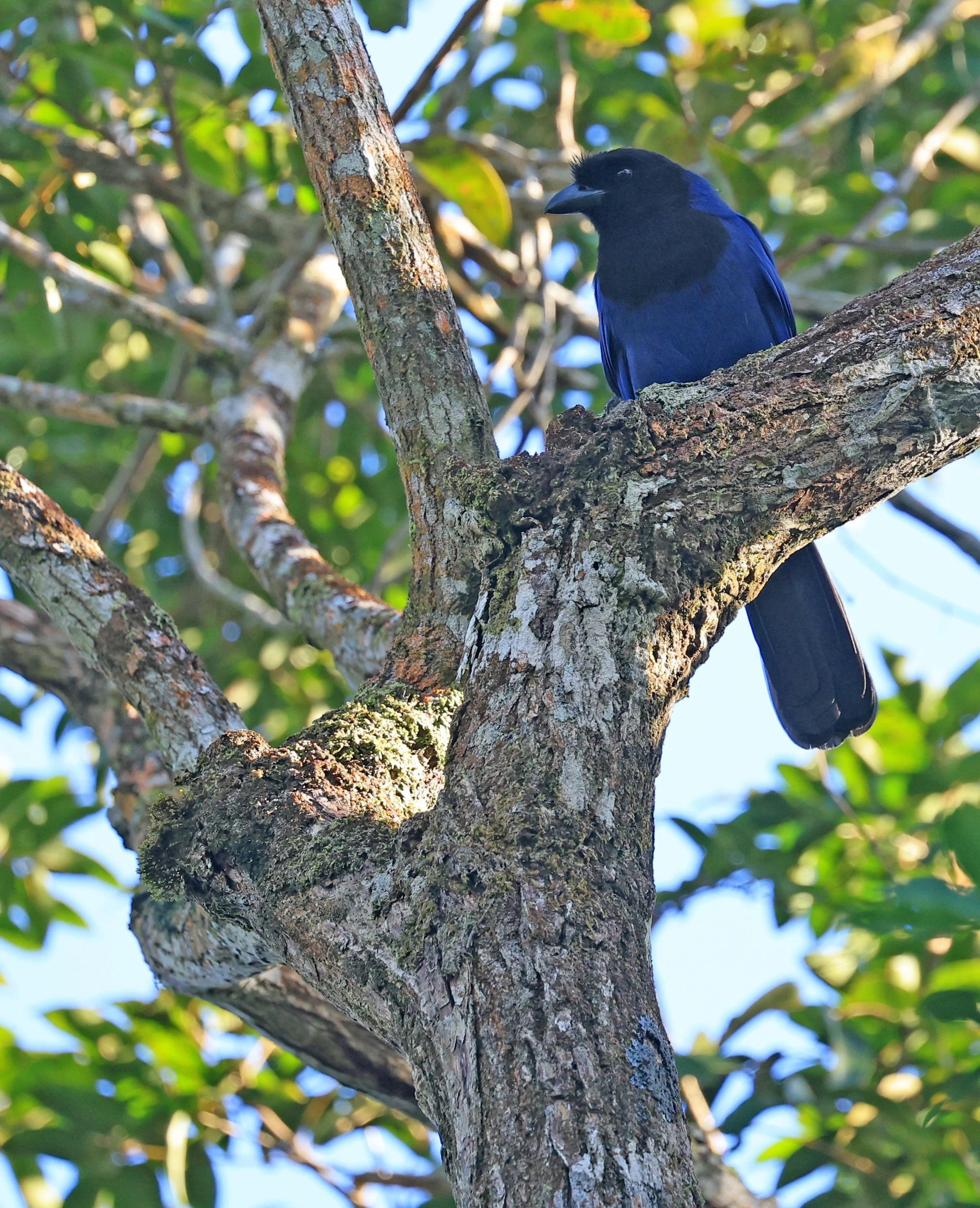 Azure Jay (Cyanocorax caeruleus) Superagui National Park, Brazil (38).jpg
