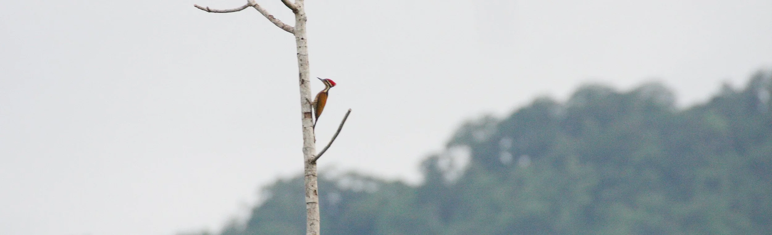 WOODPECKER - COMMON FLAMEBACK - Dinopium javenense - PROMLUK THAILAND (2).JPG
