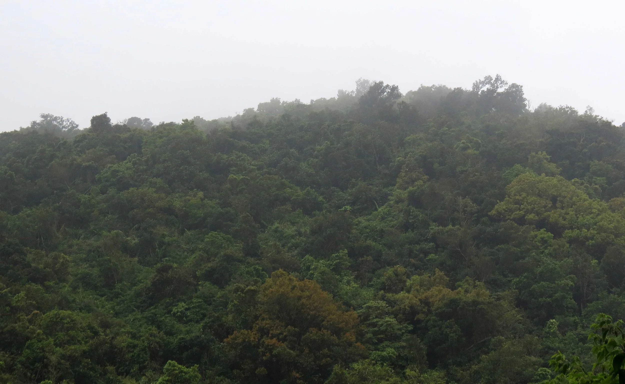 SON TRA PENINSULA - COKIE'S IMAGES (5).JPG