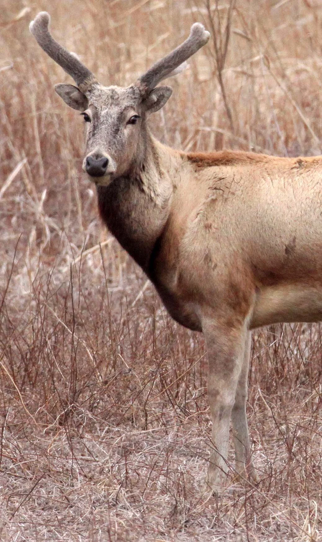 Elaphurus davidianus - PERE DAVID'S DEER- YANCHENG CHINA (21).JPG