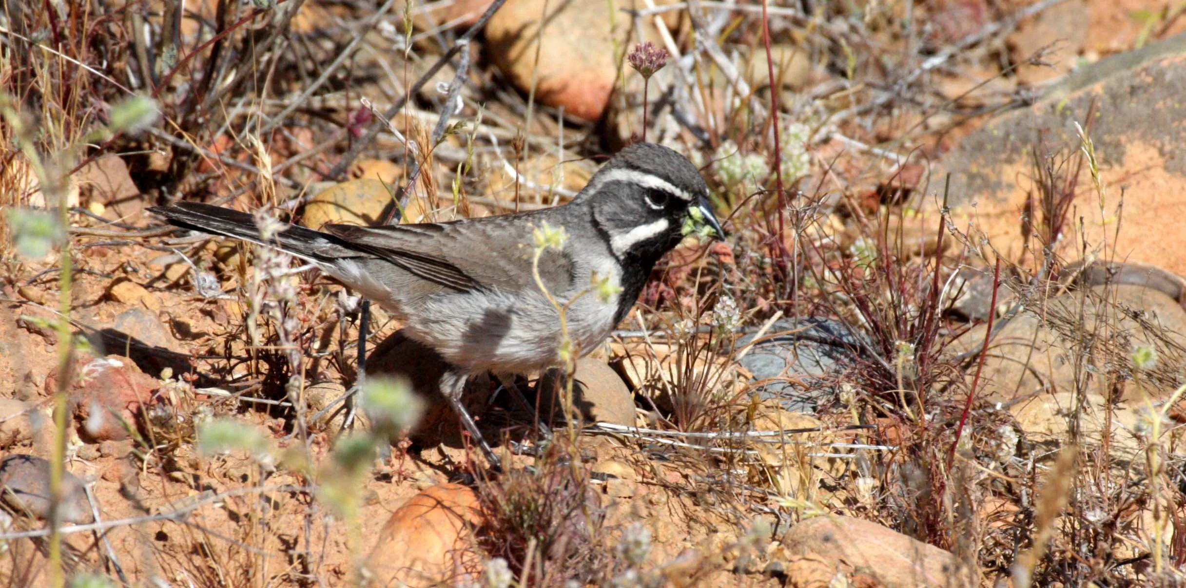 Black-throated Sparrow (Amphispiza bilineata) Catavina Desert Baja Mexico (10).JPG