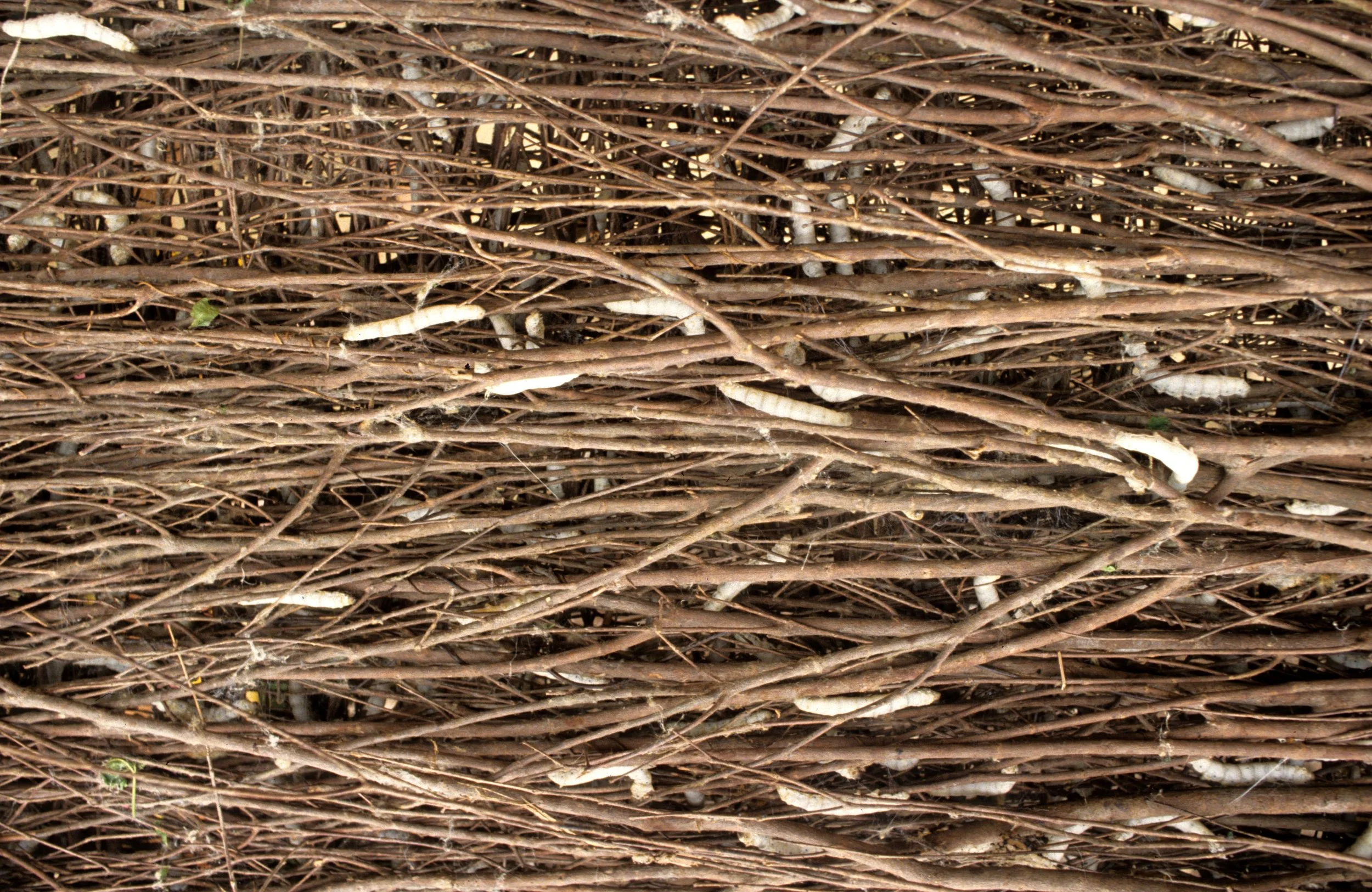 DALAT - SILK WORMS.jpg