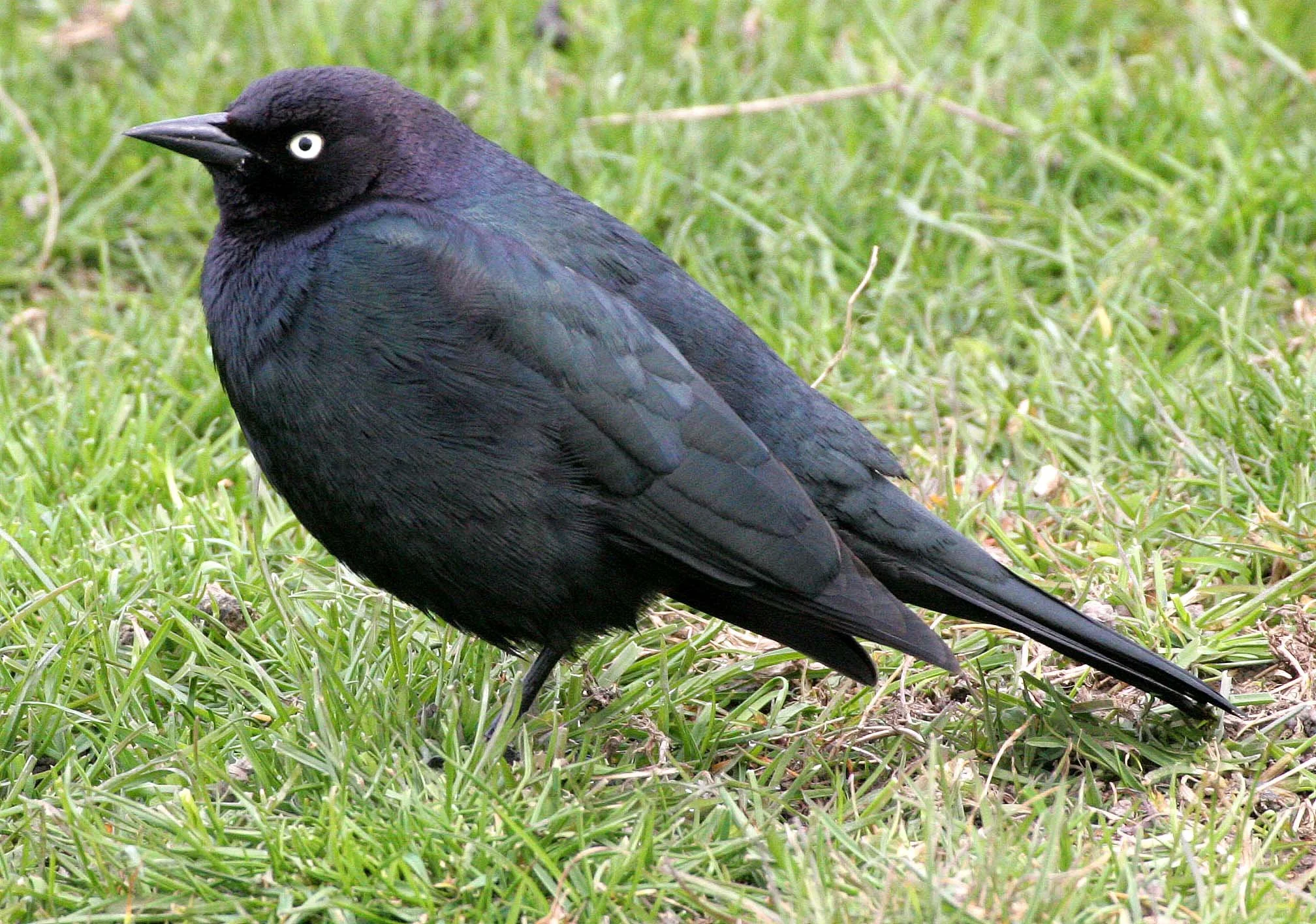 Brewer's Blackbird (Euphagus cyanocephalus) Dungeness Sequim Washington (8).jpg