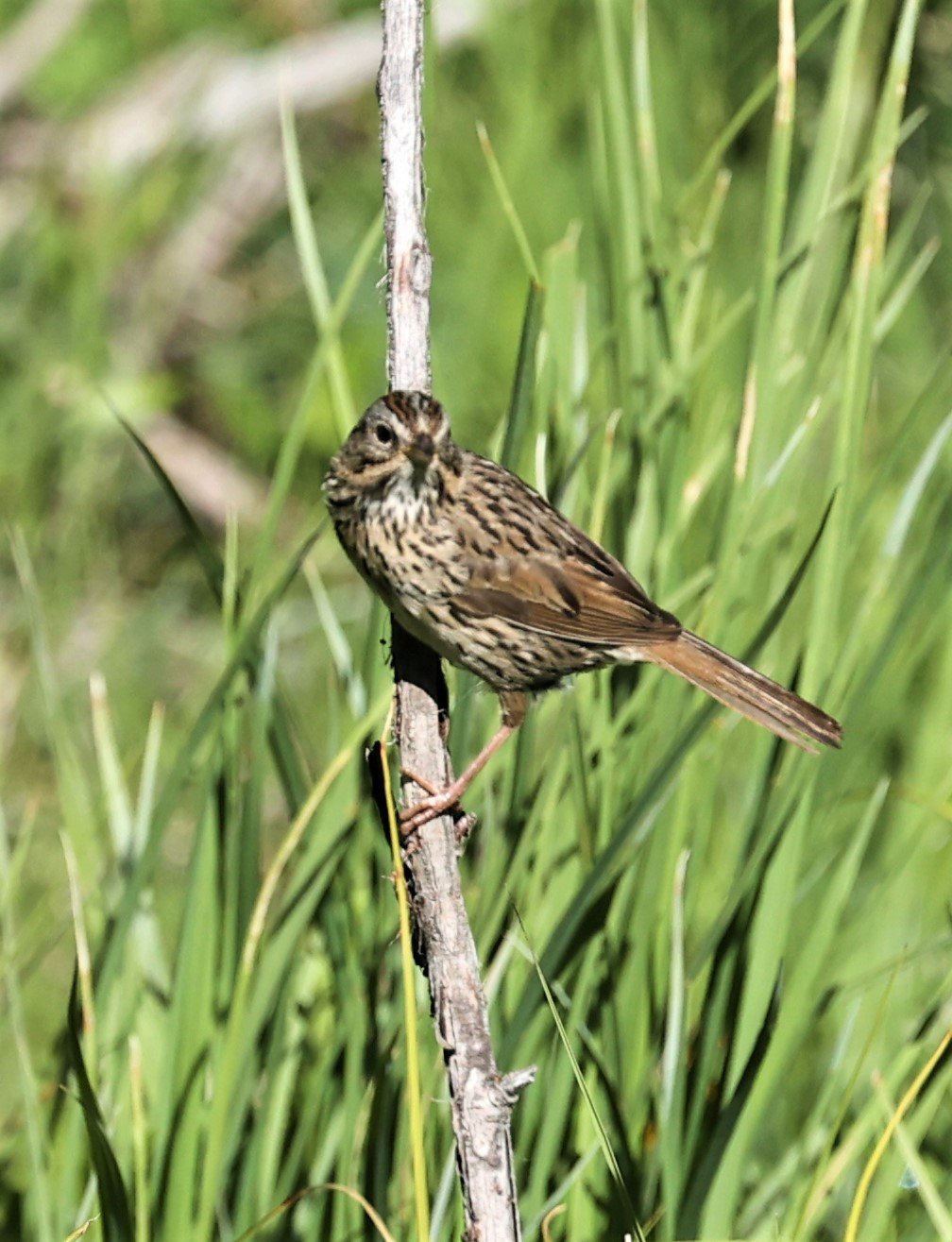 Song Sparrow (Melospiza melodia) Rocky Mountains NP Colorado (1).jpg