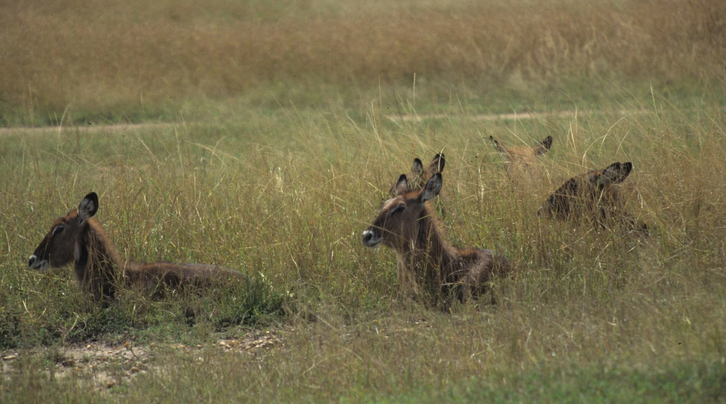 BOVID - WATERBUCK - DEFASSA - SERENGETI (3).jpg