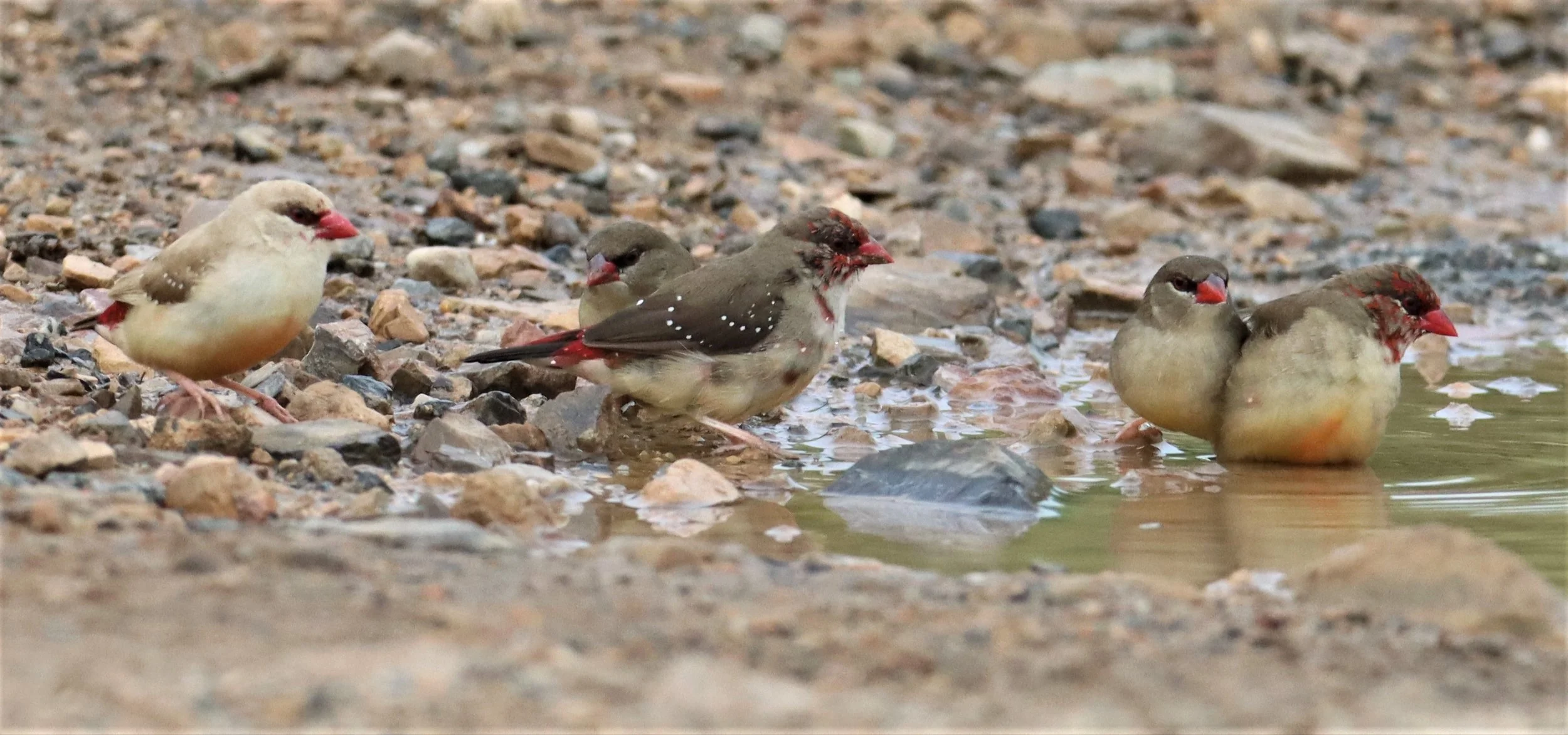 RED AVADAVAT - Amandava amandava - THAP YAO RICE FIELDS LAT KRABANG WITH LEUCISTIC FORM (12).jpg