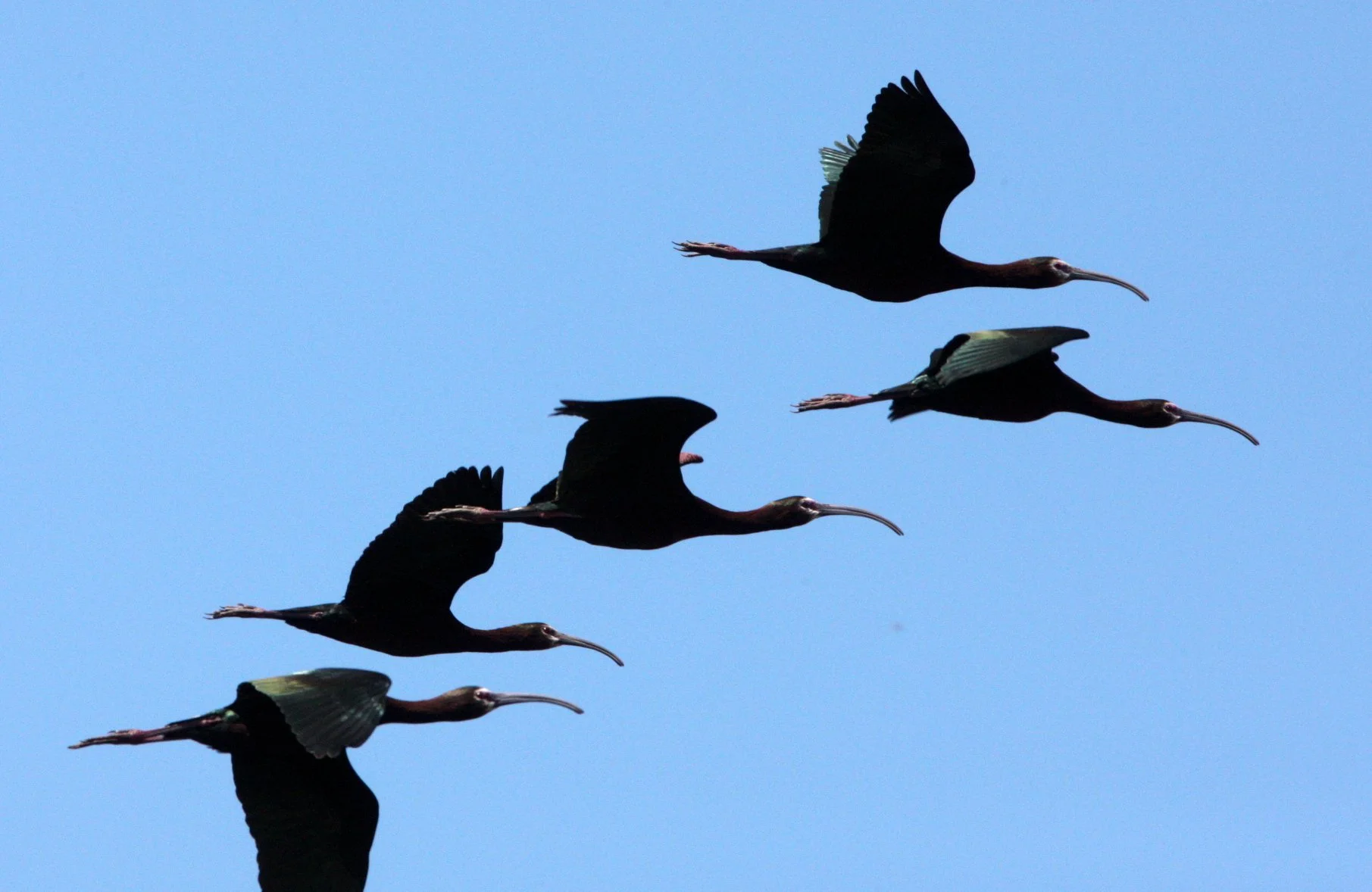 IBIS - WHITE-FACED  IBIS - Plegadis chihi - KERN NATIONAL WILDLIFE REFUGE CALIFORNIA (9).JPG