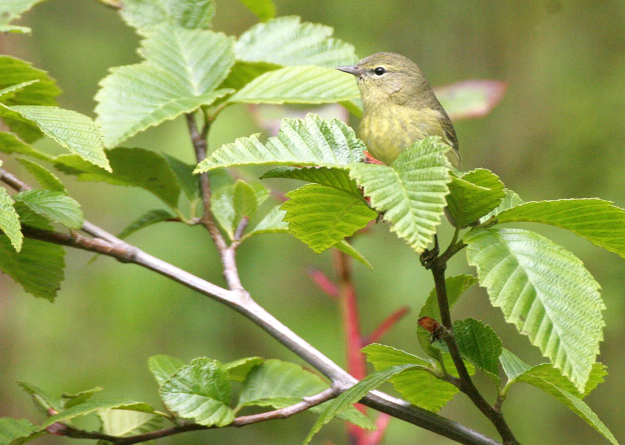 BIRD - WARBLER - ORANGE-CROWNED WARBLER - LAKE FARM WOODS (8).JPG