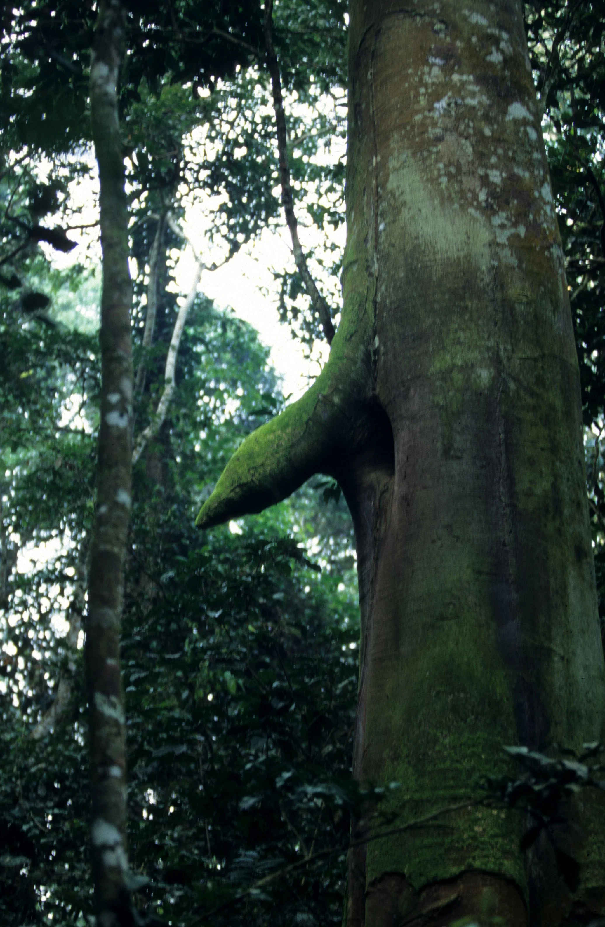 UGANDA - OLD GROWTH RAINFOREST.jpg