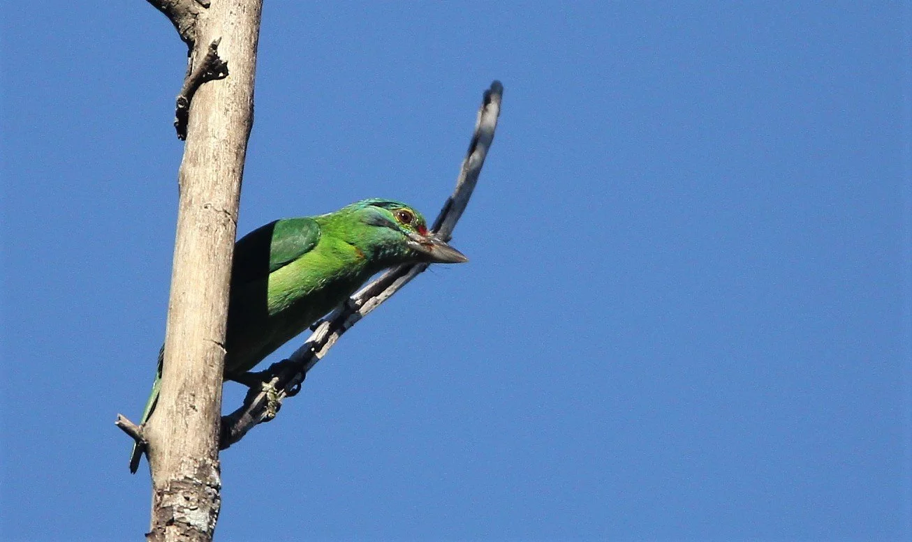 BARBET - MOUSTACHED BARBET - Megalaima incognita - KHAO YAI NP (5).jpg