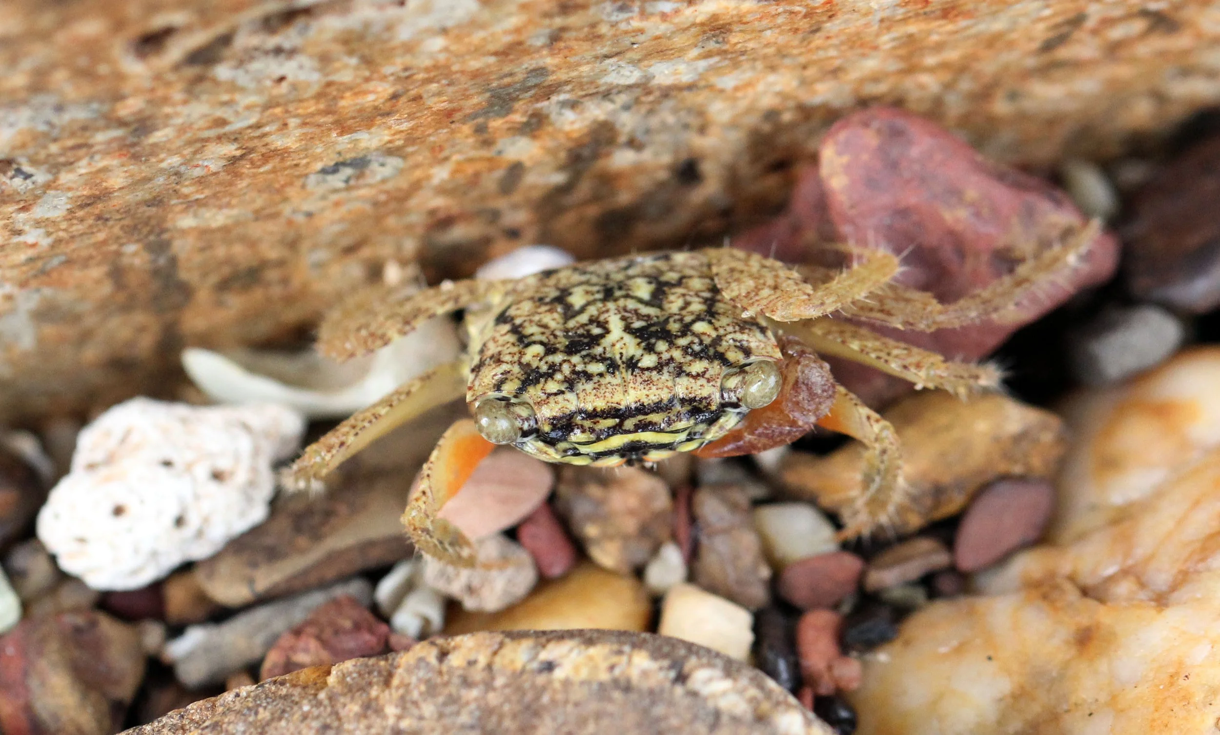 2015 Koh Lanta Build and Fun (159).JPG