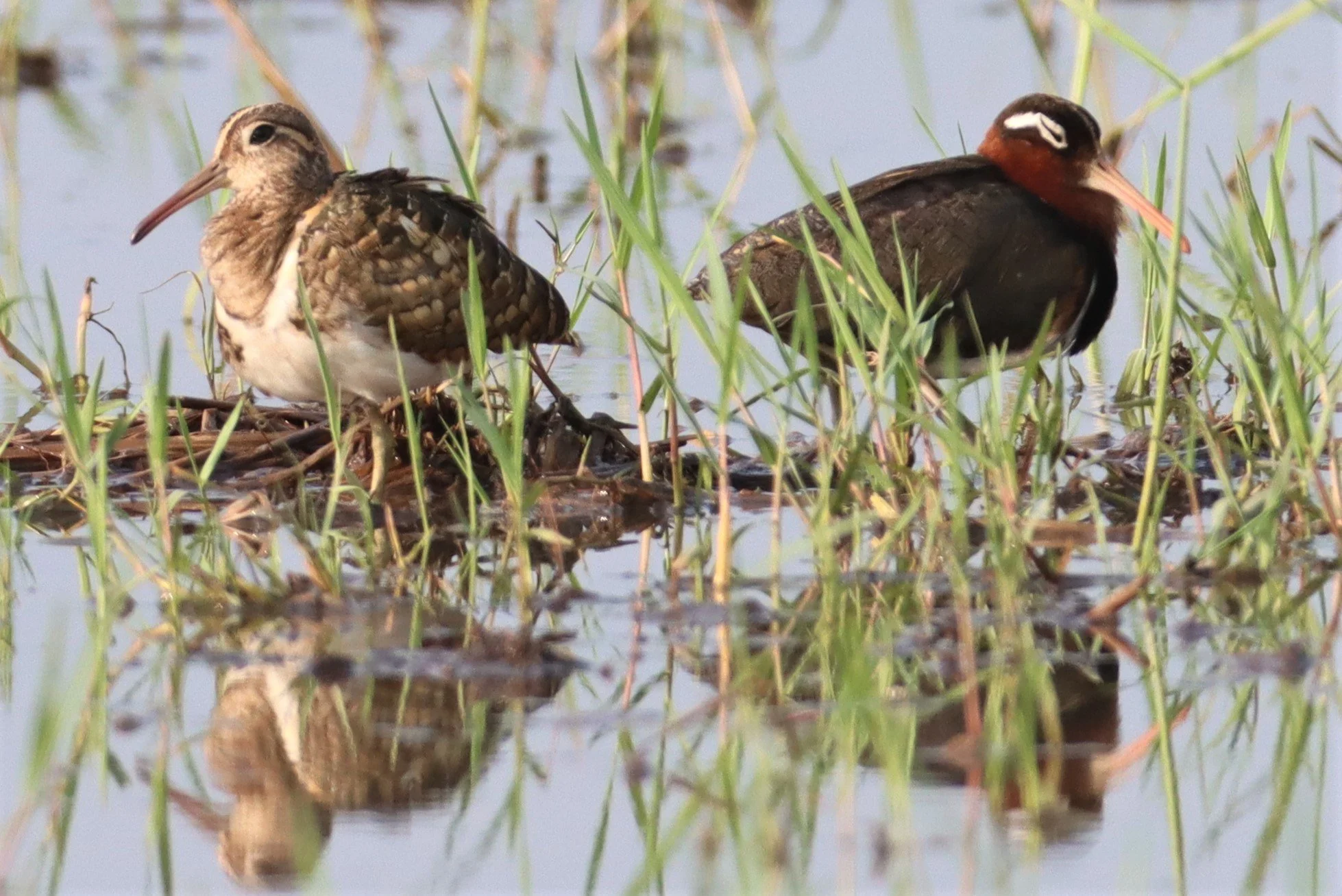 SNIPE - GREATER PAINTED SNIPE - Rostratula benghalensis - PATHUM THANI RICE RESE (131).jpg