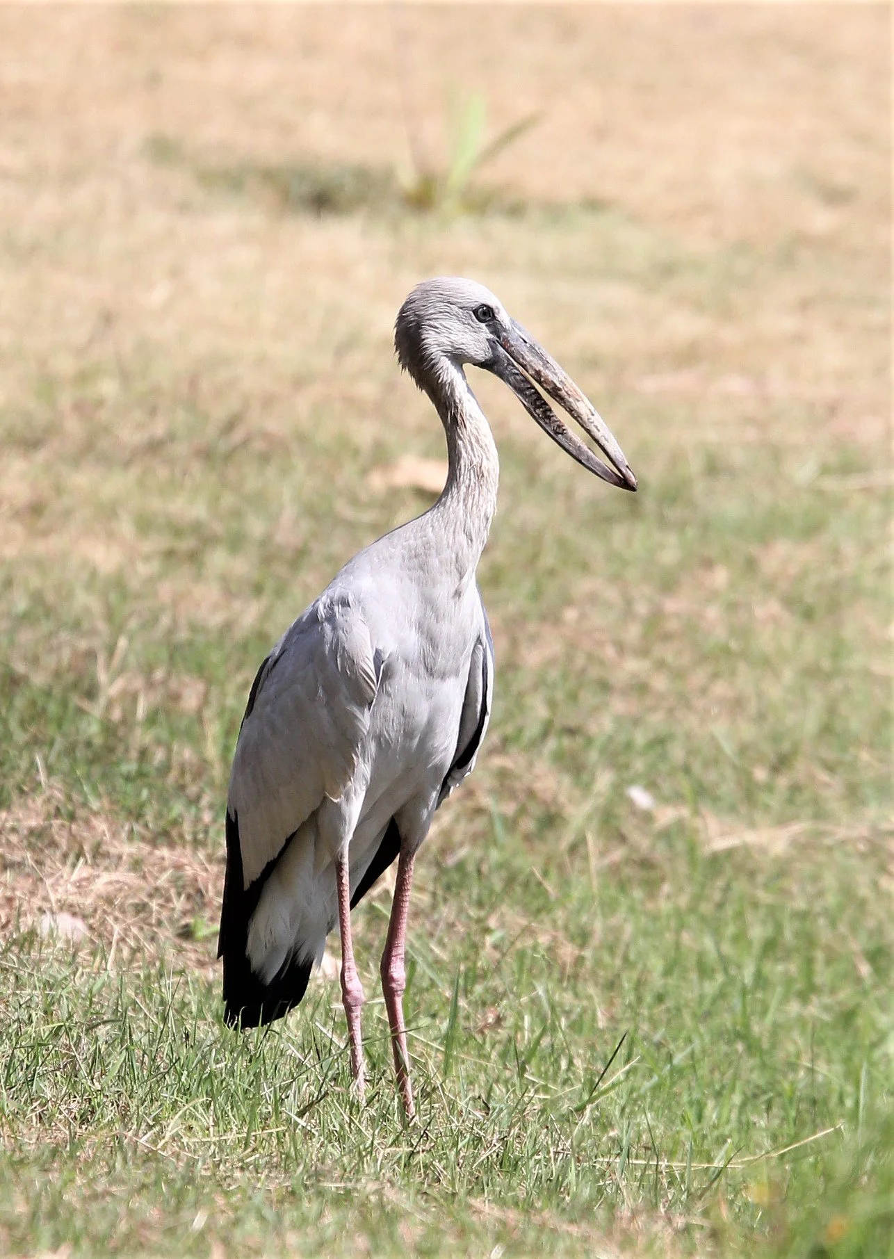 STORK - ASIAN OPENBLL - Anastomus oscitans - ROT FAI PARK BKK A (6).jpg