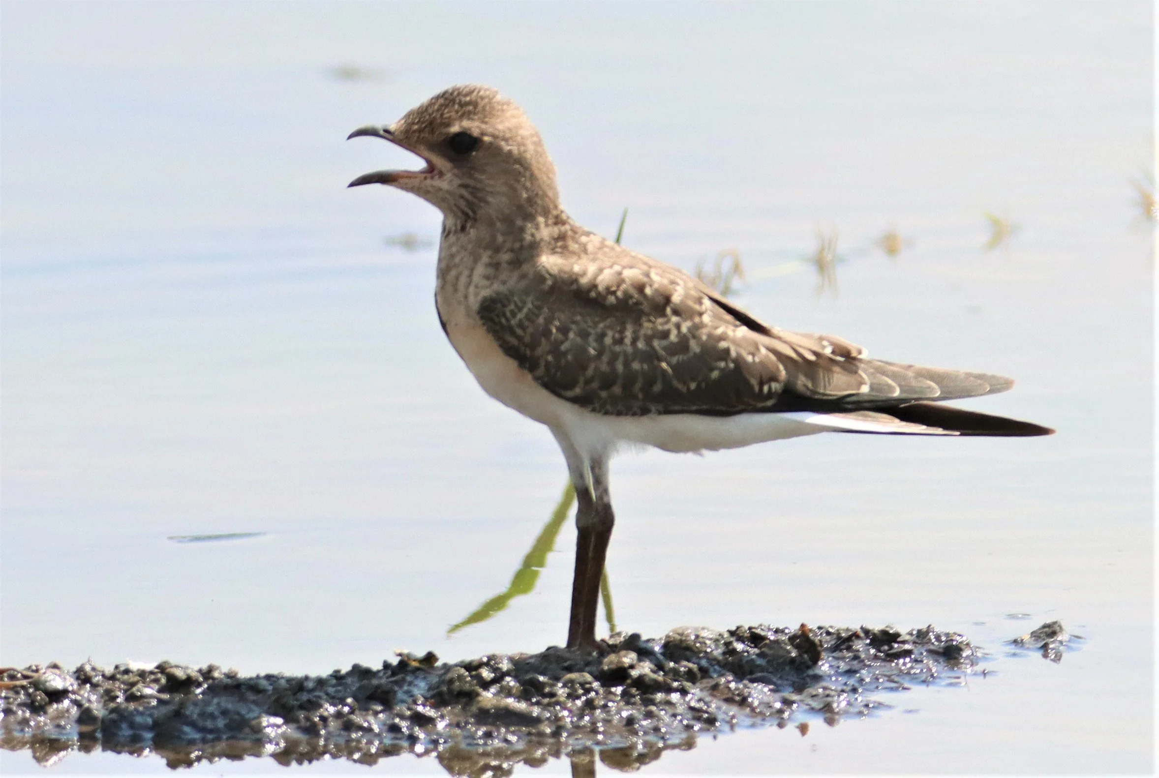 PRATINCOLE - ORIENTAL PRATINCOLE - Glaveola maldivarum - BANG KHAEM WETLANDS NAKHON PATHOM (19).jpg